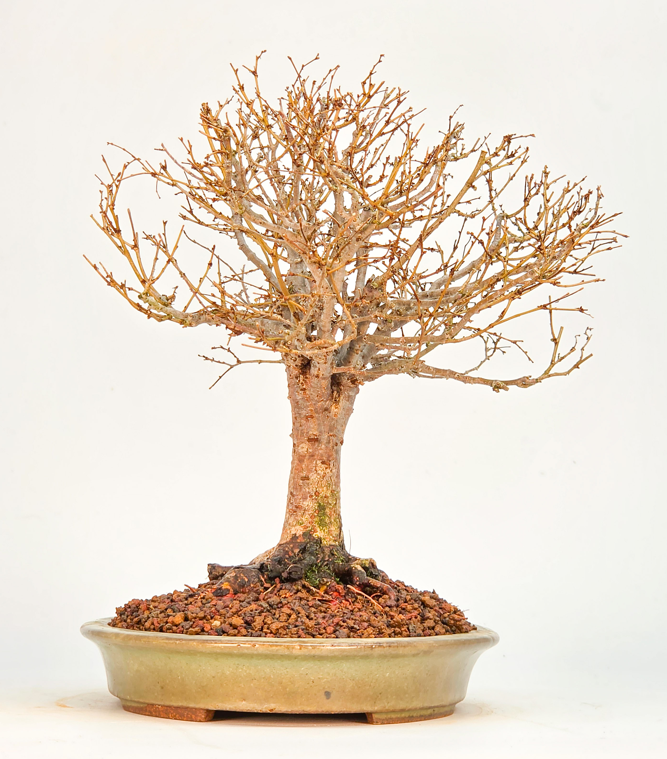Bonsai Zelkova serrata Shohin 21cm Video!!