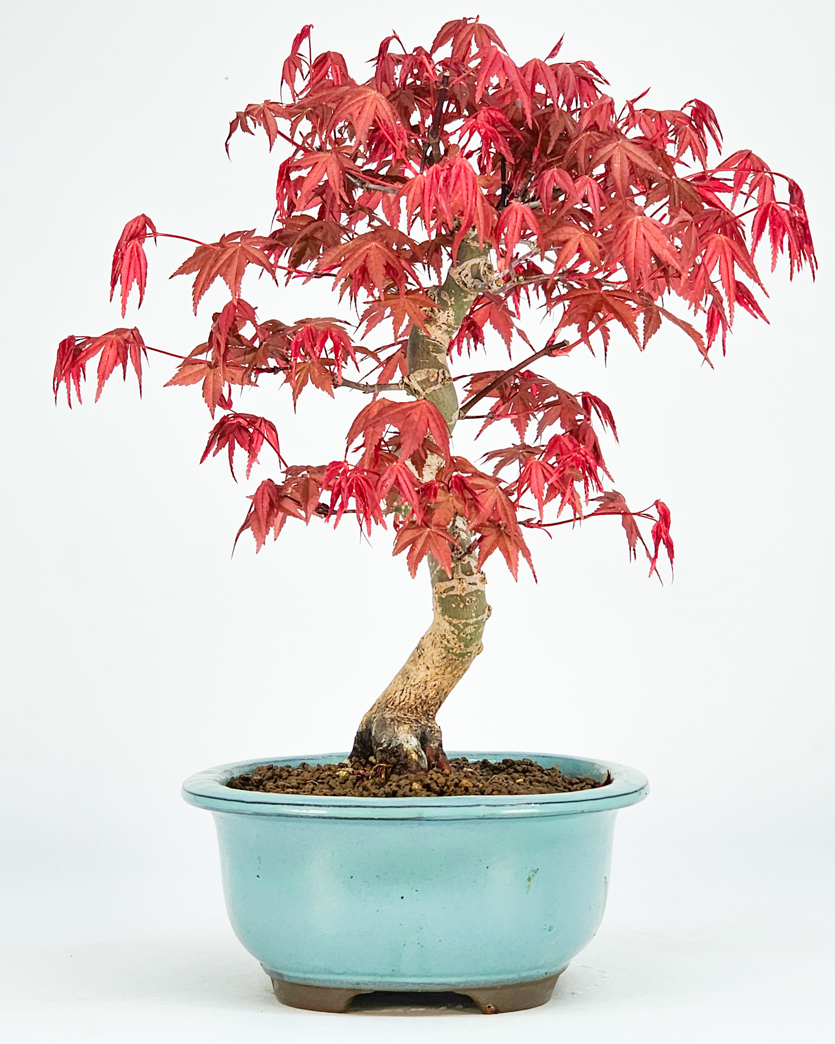 Bonsai Fächerahorn Acer palmatum Deshojo Shohin 21cm   