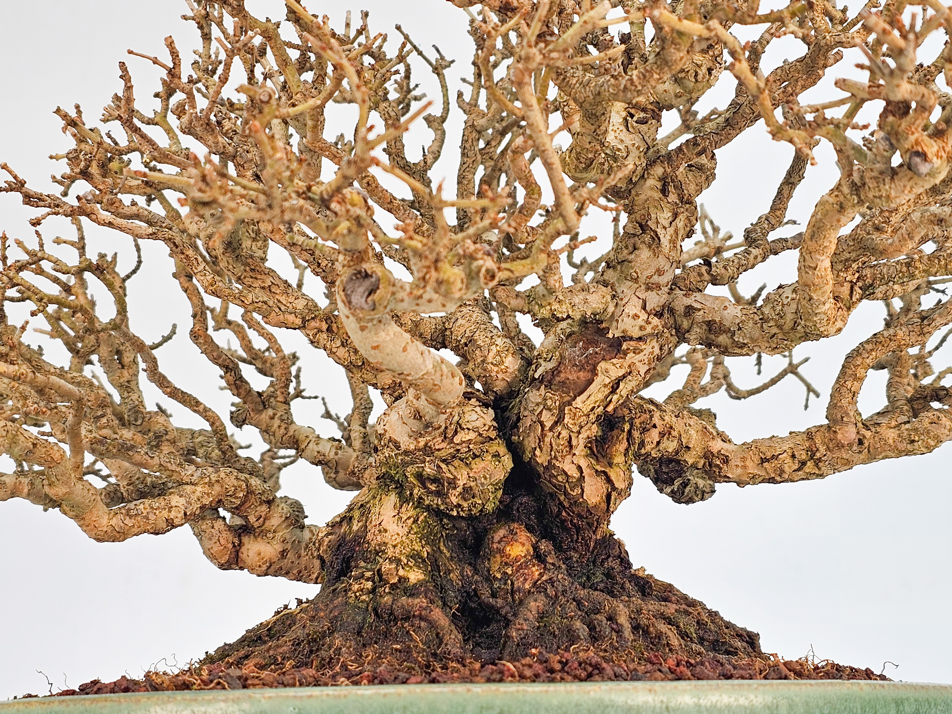 Bonsai Premium Japanischer Liguster - Ligustrum japonicum Shohin 18cm 