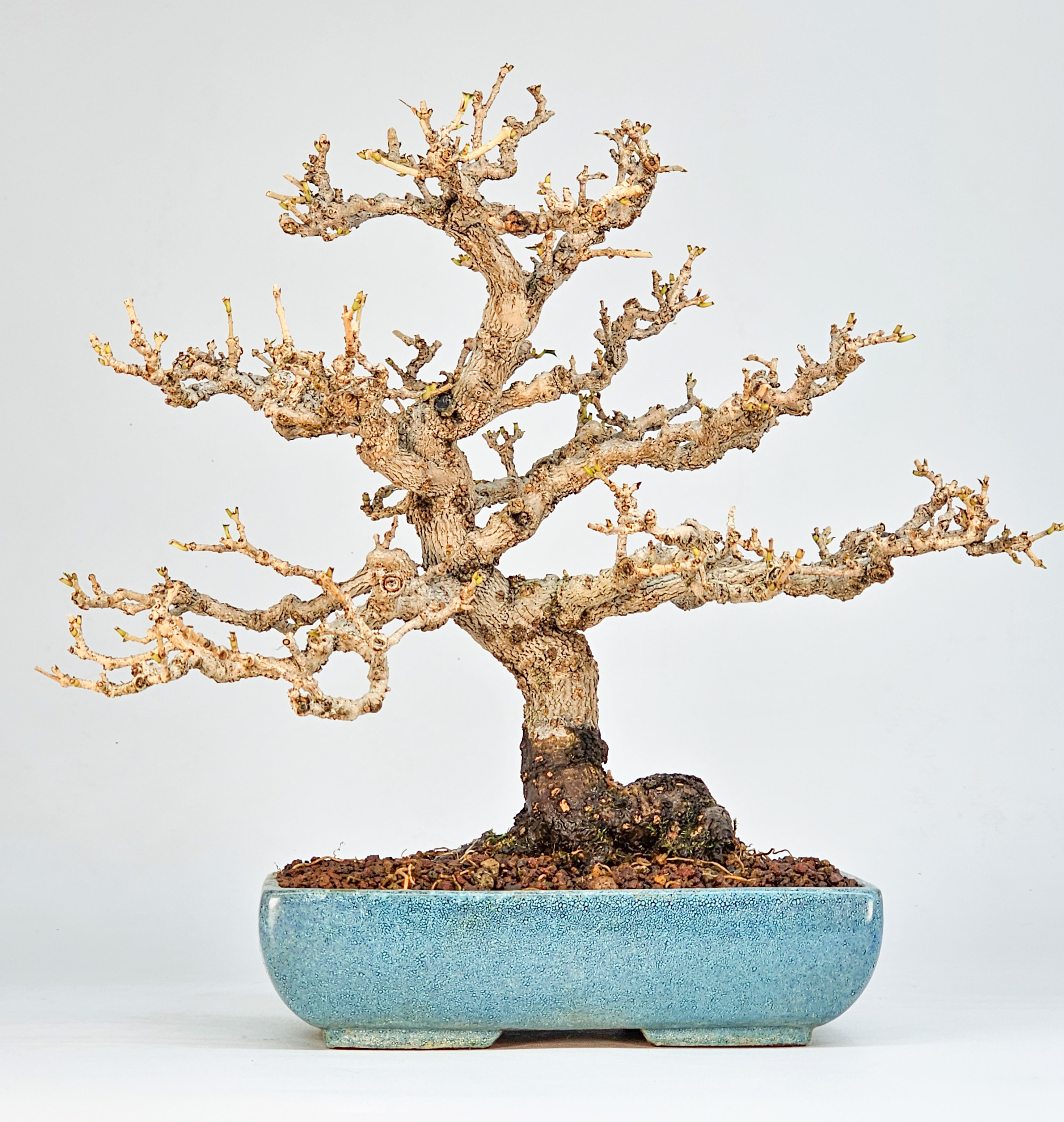 Bonsai Stechpalme - Ilex aquifolium hiiragi 23cm