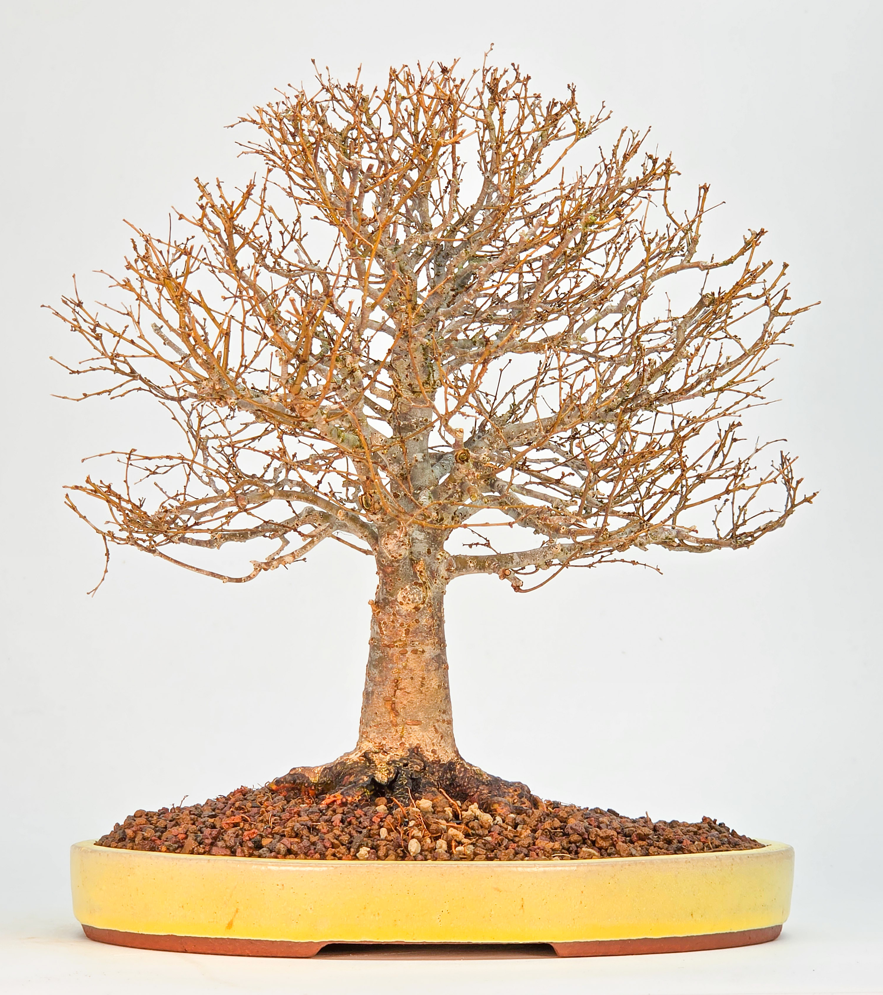 Bonsai Premium Zelkova serrata Shohin 25cm Video!!