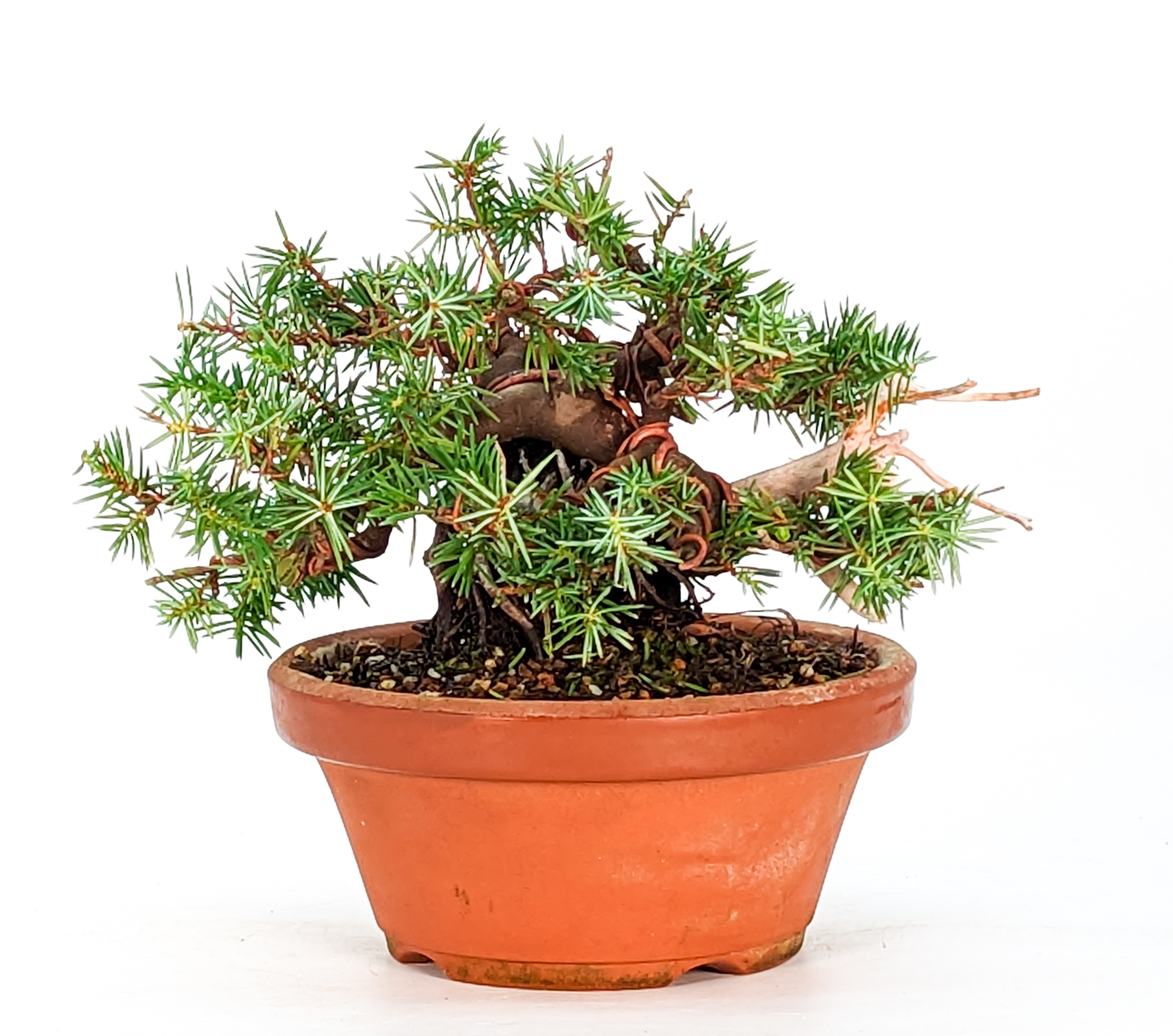 Bonsai Igelwacholder Juniperus Rigida Shohin 11cm
