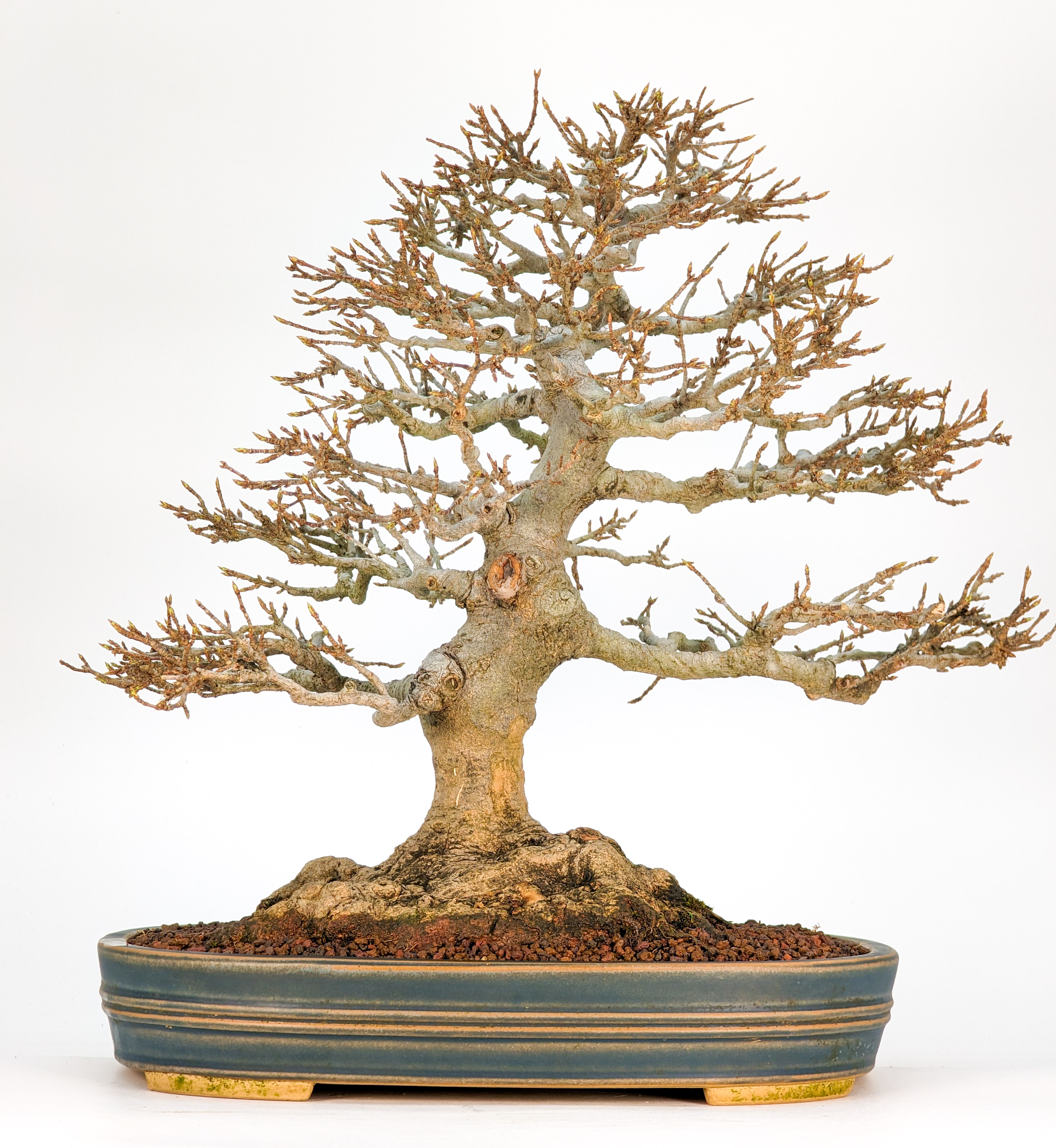 Bonsai Premium Dreispitzahorn - Acer buergerianum 27cm