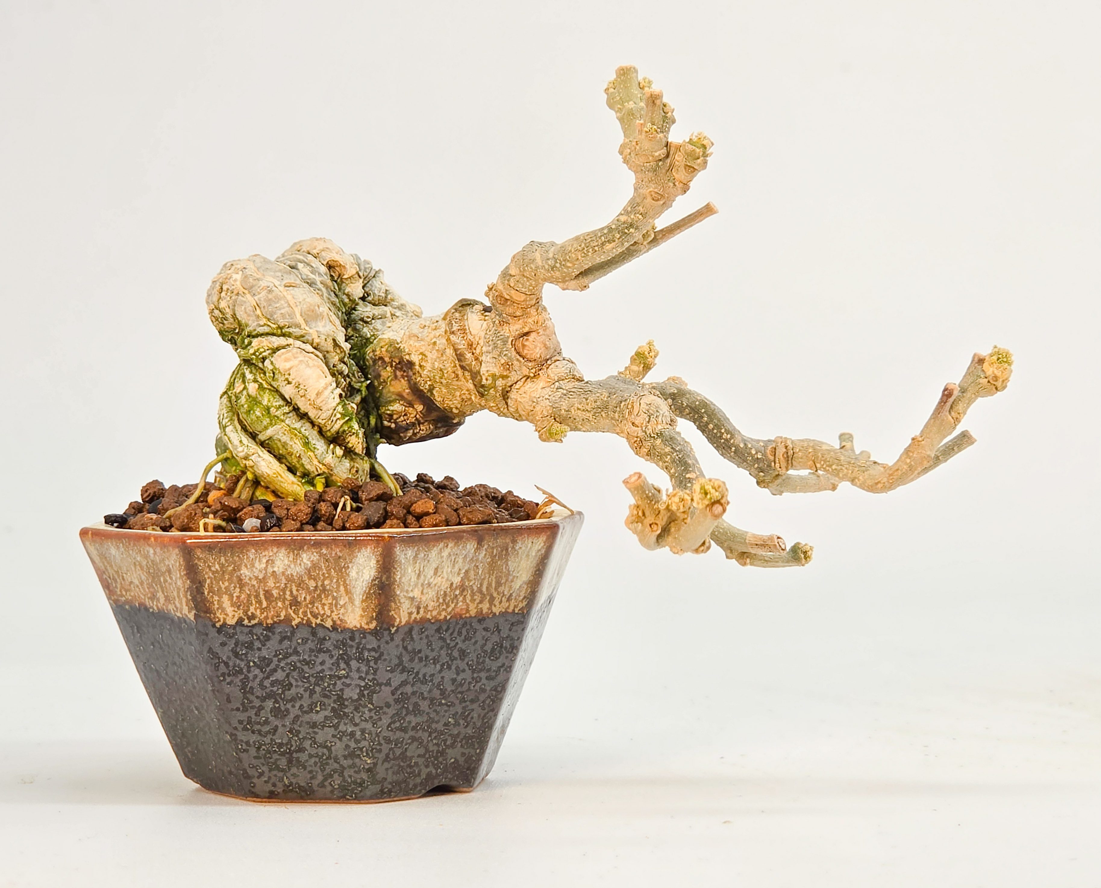 Bonsai Hibiskus - Hibiscus syriacus 7cm