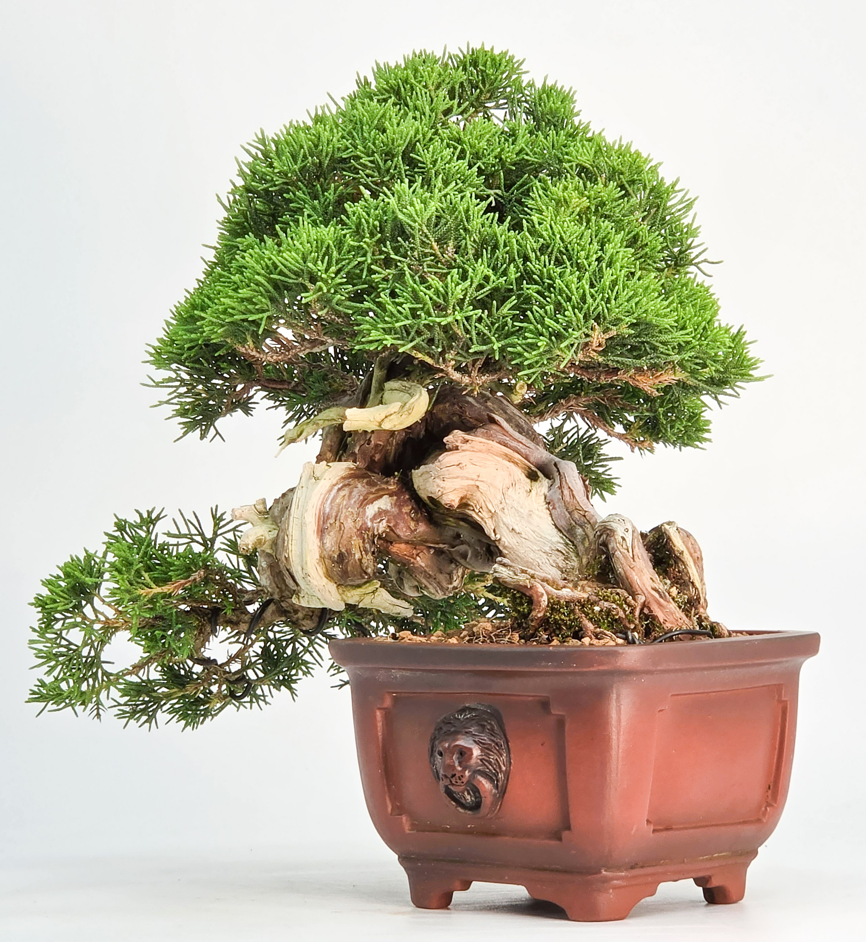 Bonsai Wacholder - Juniperus chinensis Shohin 19cm