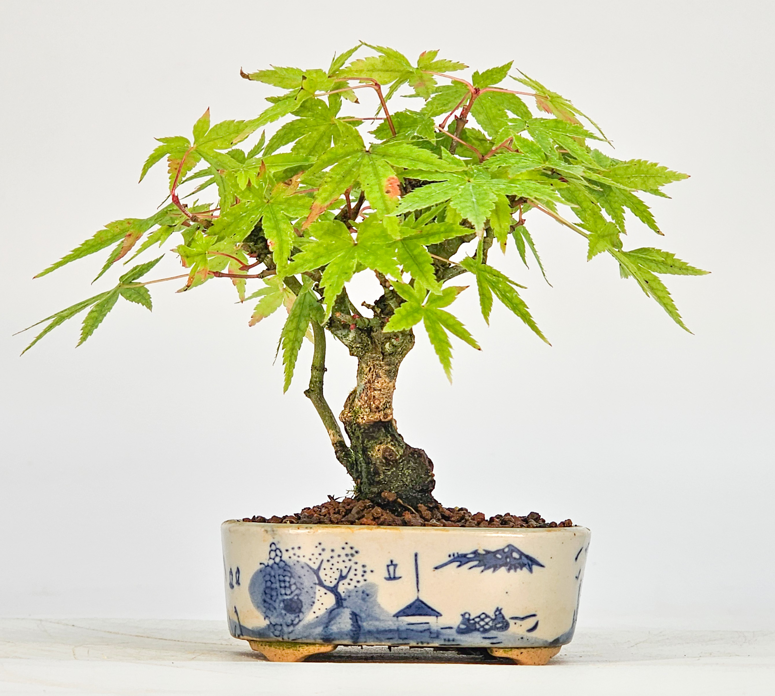 Bonsai Fächerahorn - Acer palmatum Mame 9cm