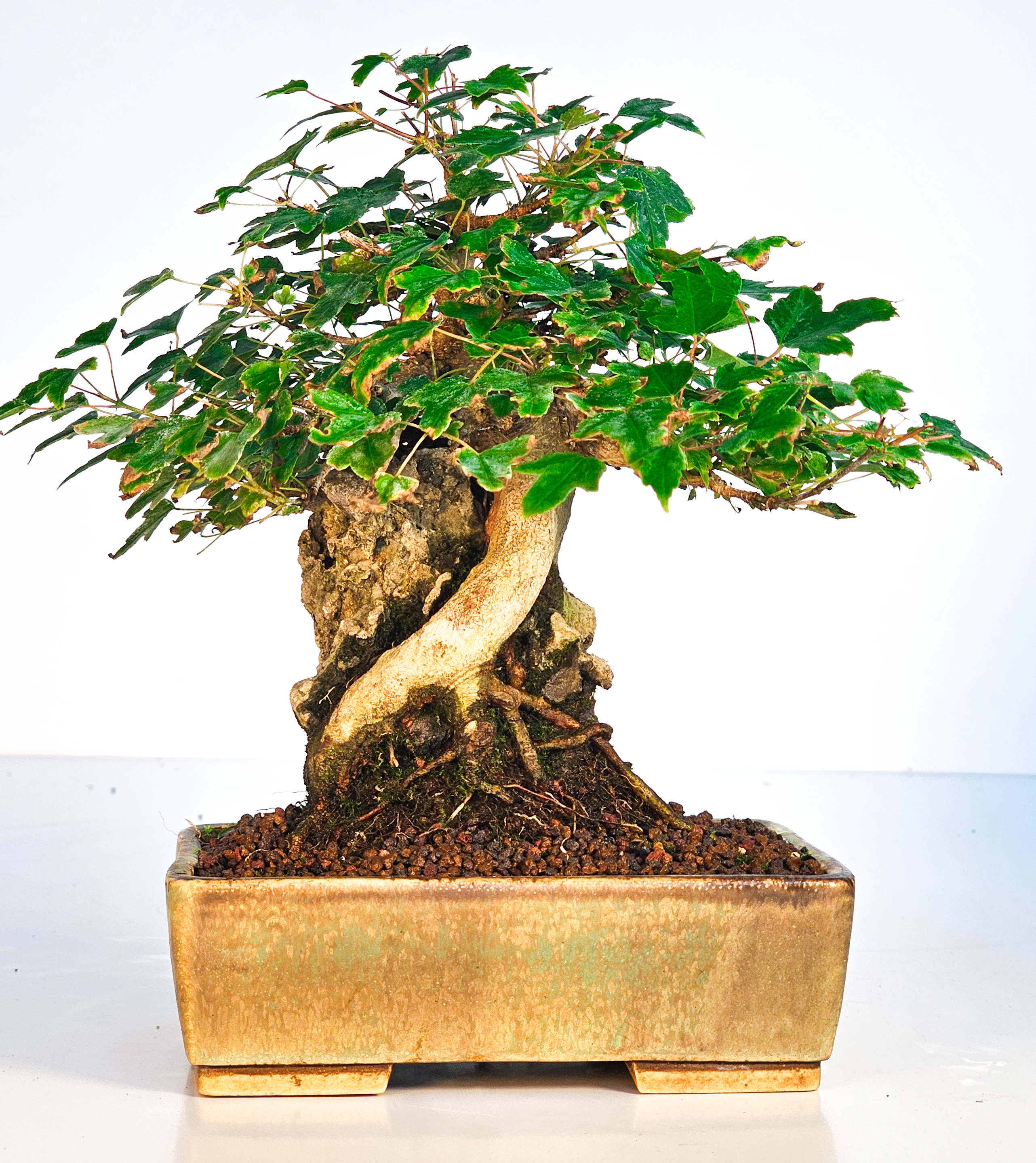 Bonsai Dreispitzahorn  - Acer buergerianum Shohin 16cm   