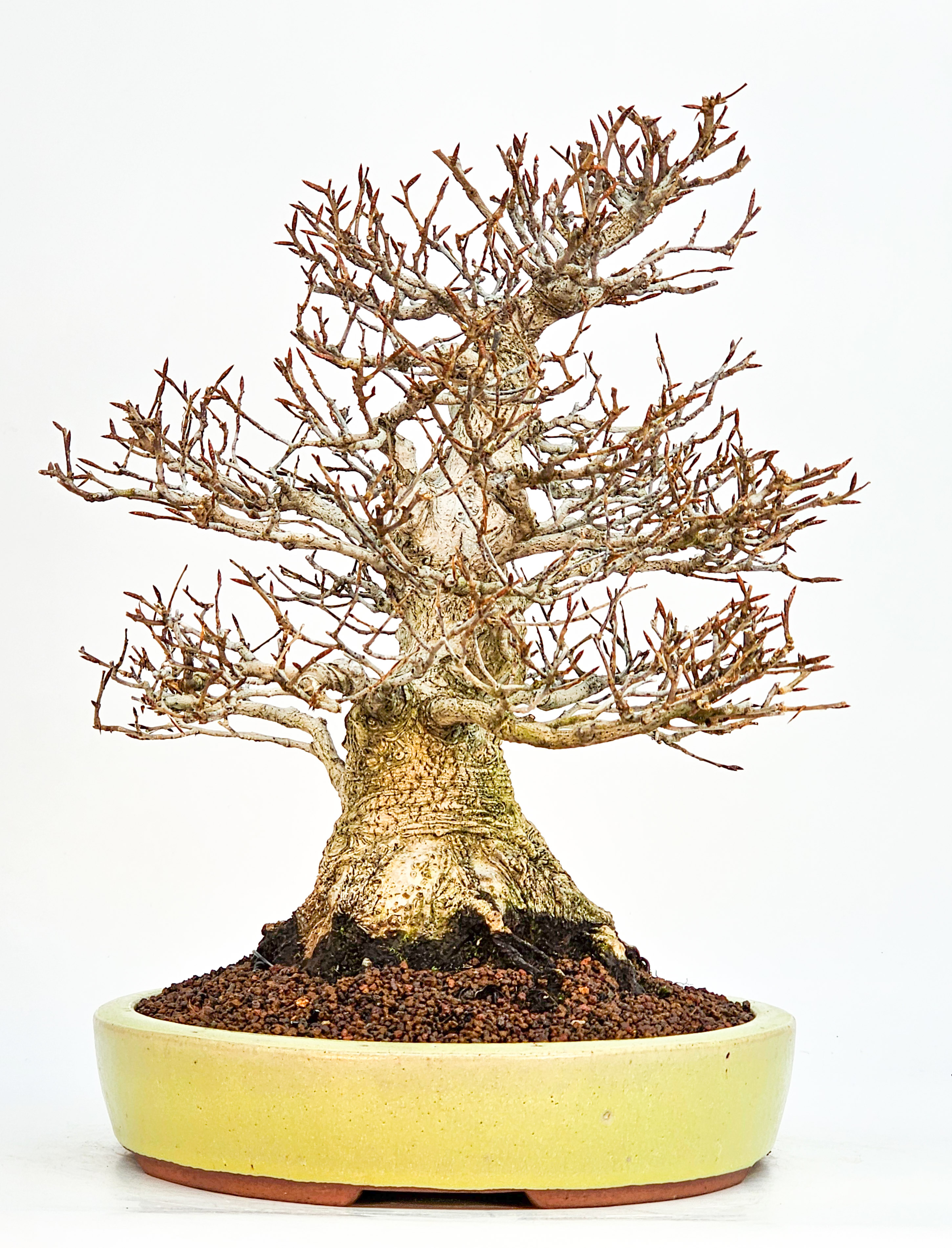 Bonsai Premium Kerbbuche Fagus Crenata - Yorozu-en 33cm