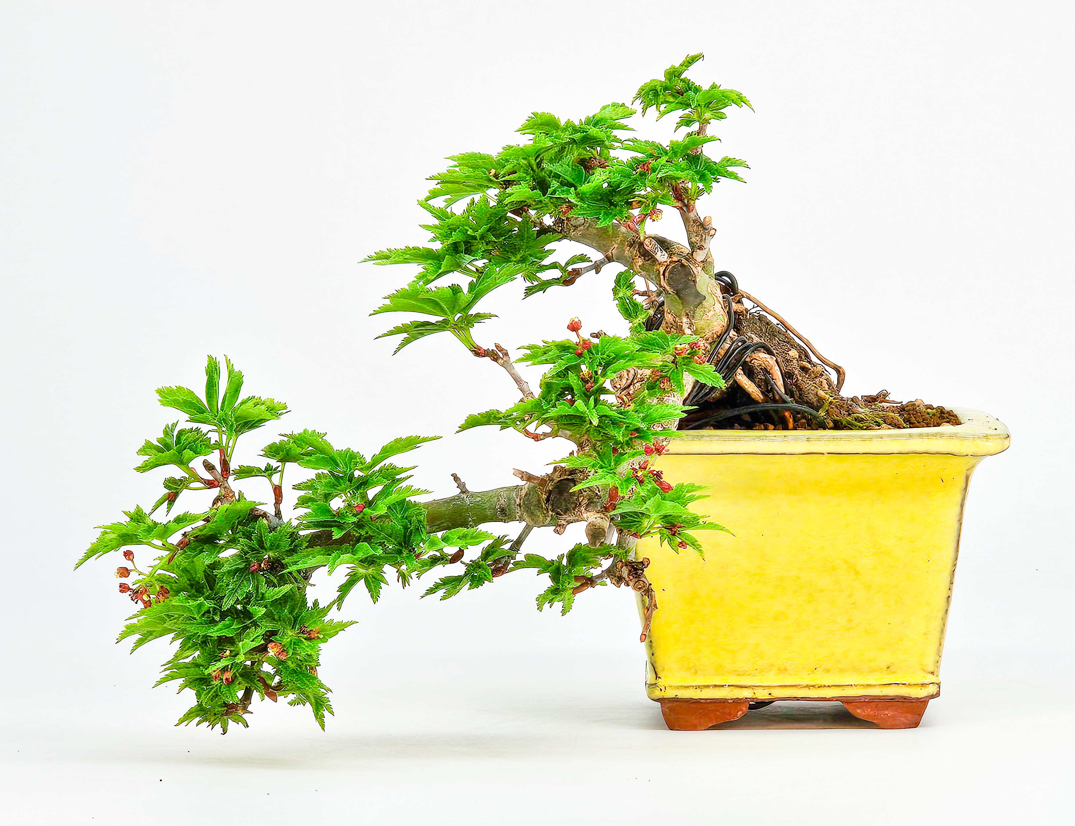 Bonsai Löwenkopfahorn- Acer palmatum Shishigashira Shohin 11cm