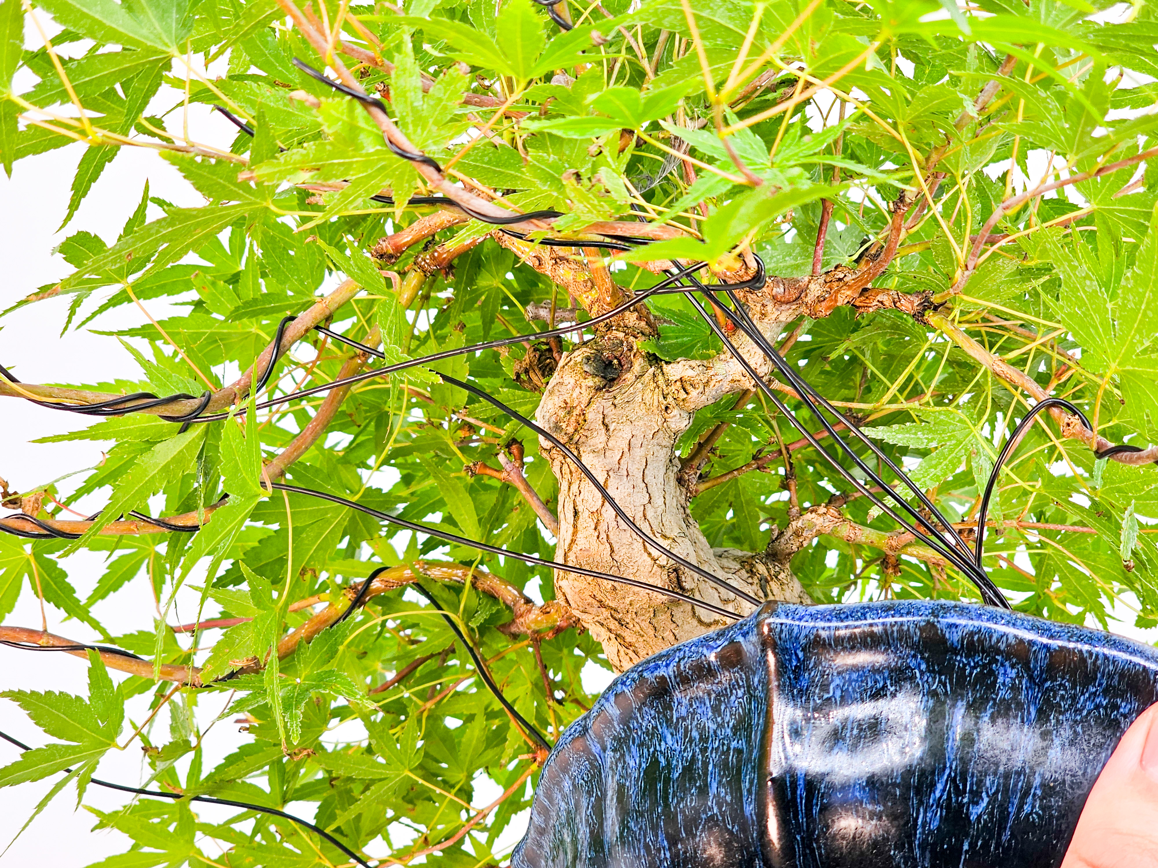 Bonsai Fächerahorn Acer Palmatum Shohin 17cm Bonsai Fächerahorn Acer Palmatum Shohin 17cm