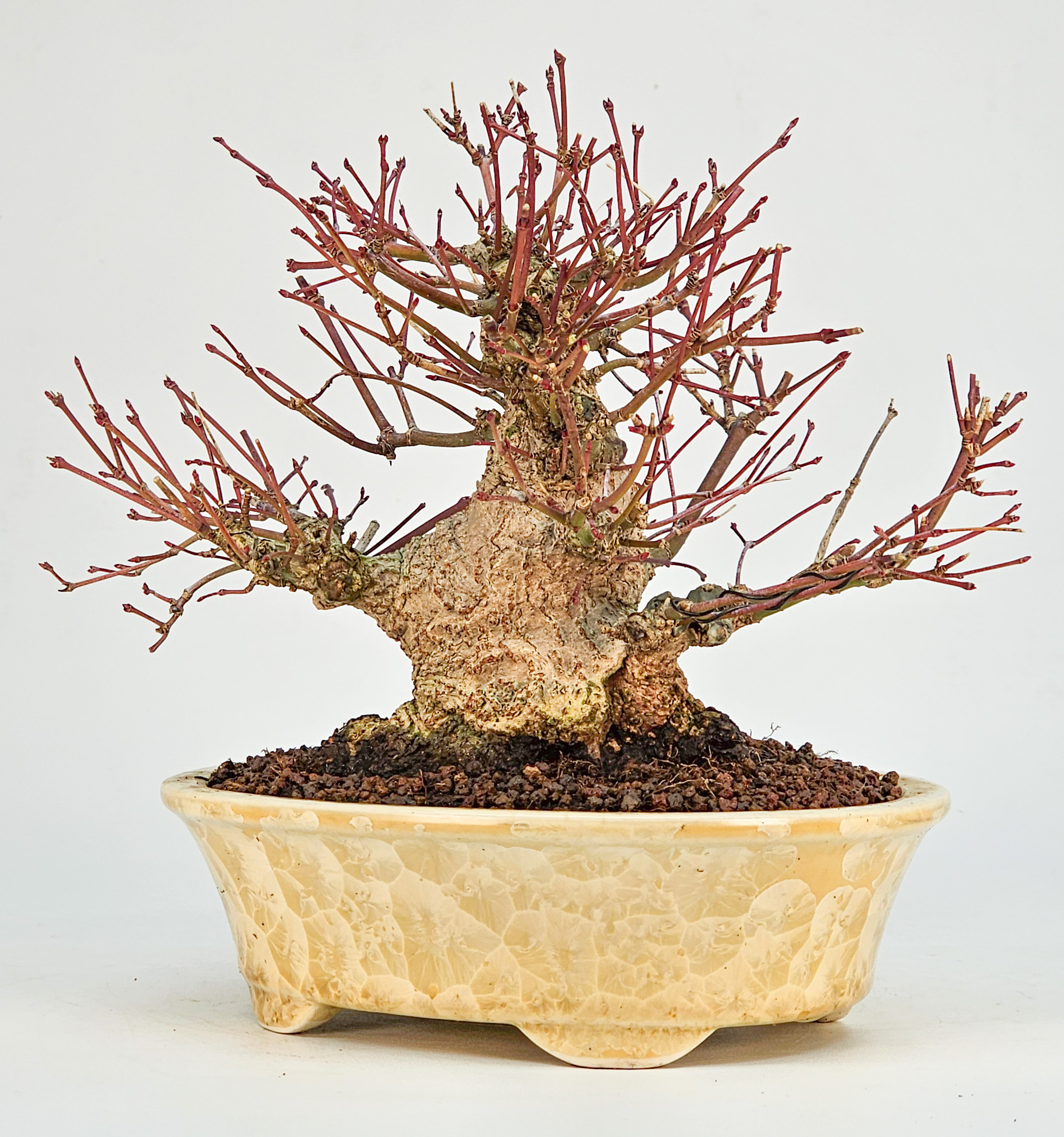 Bonsai Fächerahorn - Acer Palmatum Shohin 15cm 