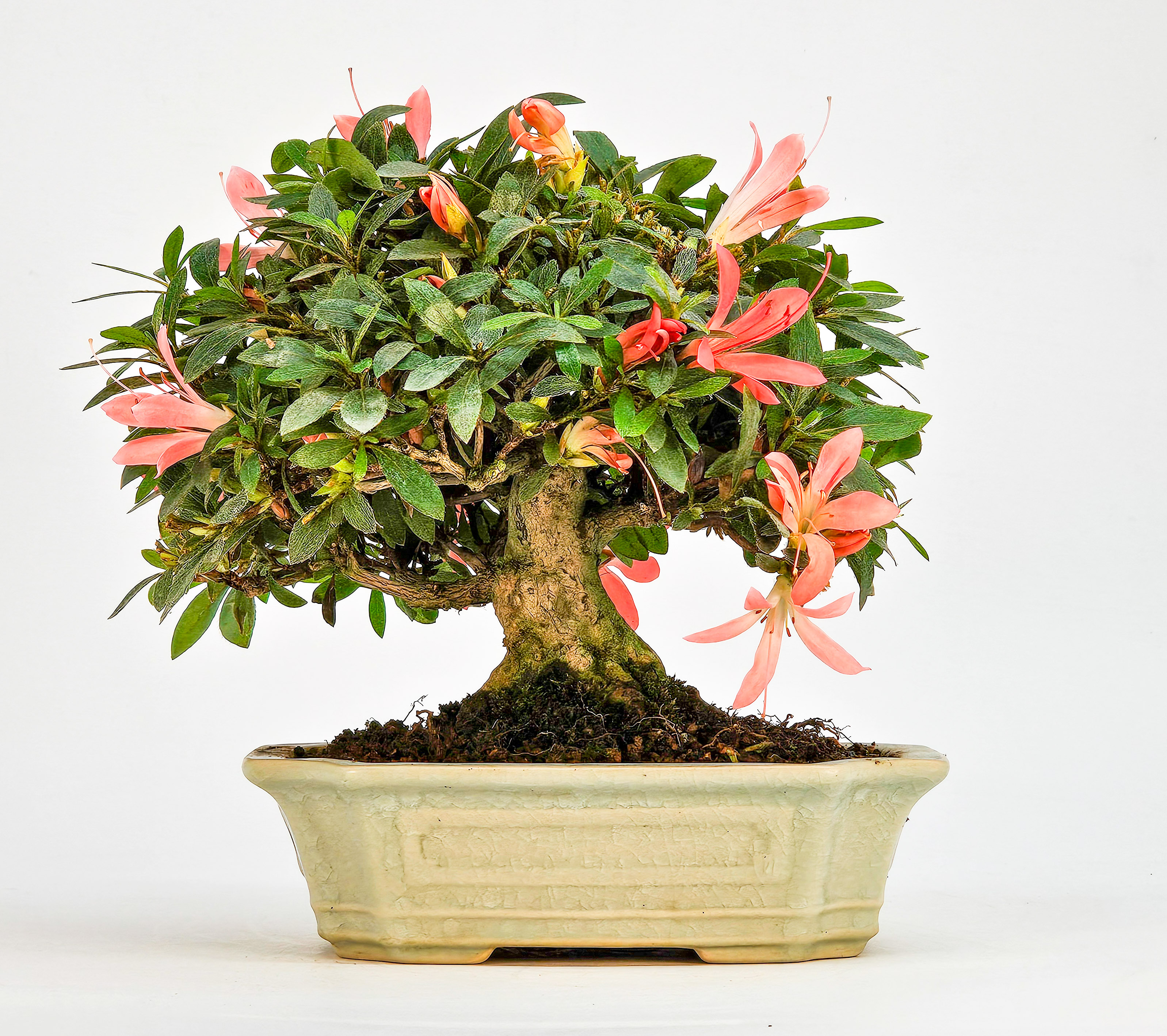 Bonsai Azalee Rhododendron indicum - Satino kirameki - Shohin 13cm