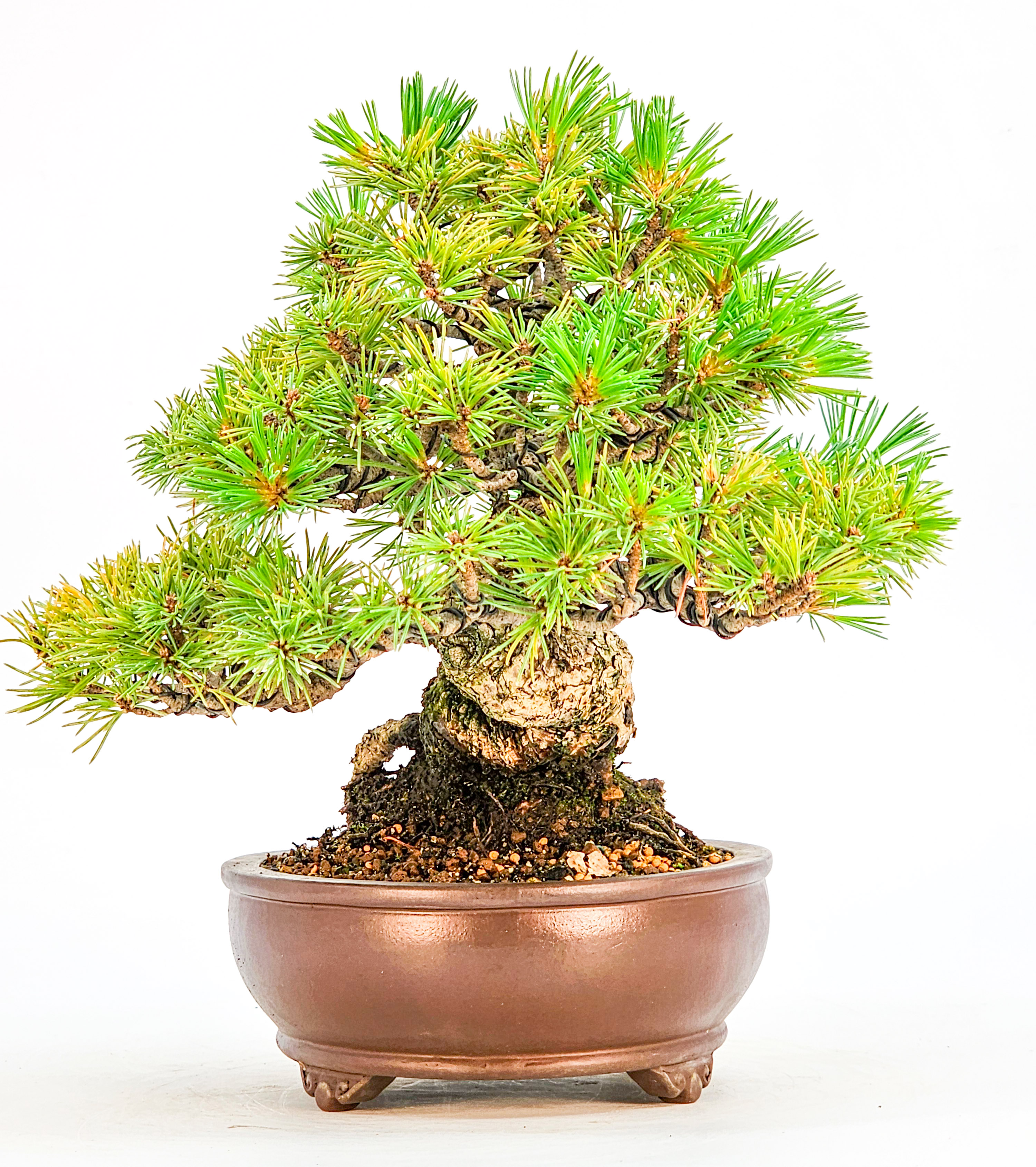 Bonsai Pinus parviflora - Mädchenkiefer Shohin 17,5cm