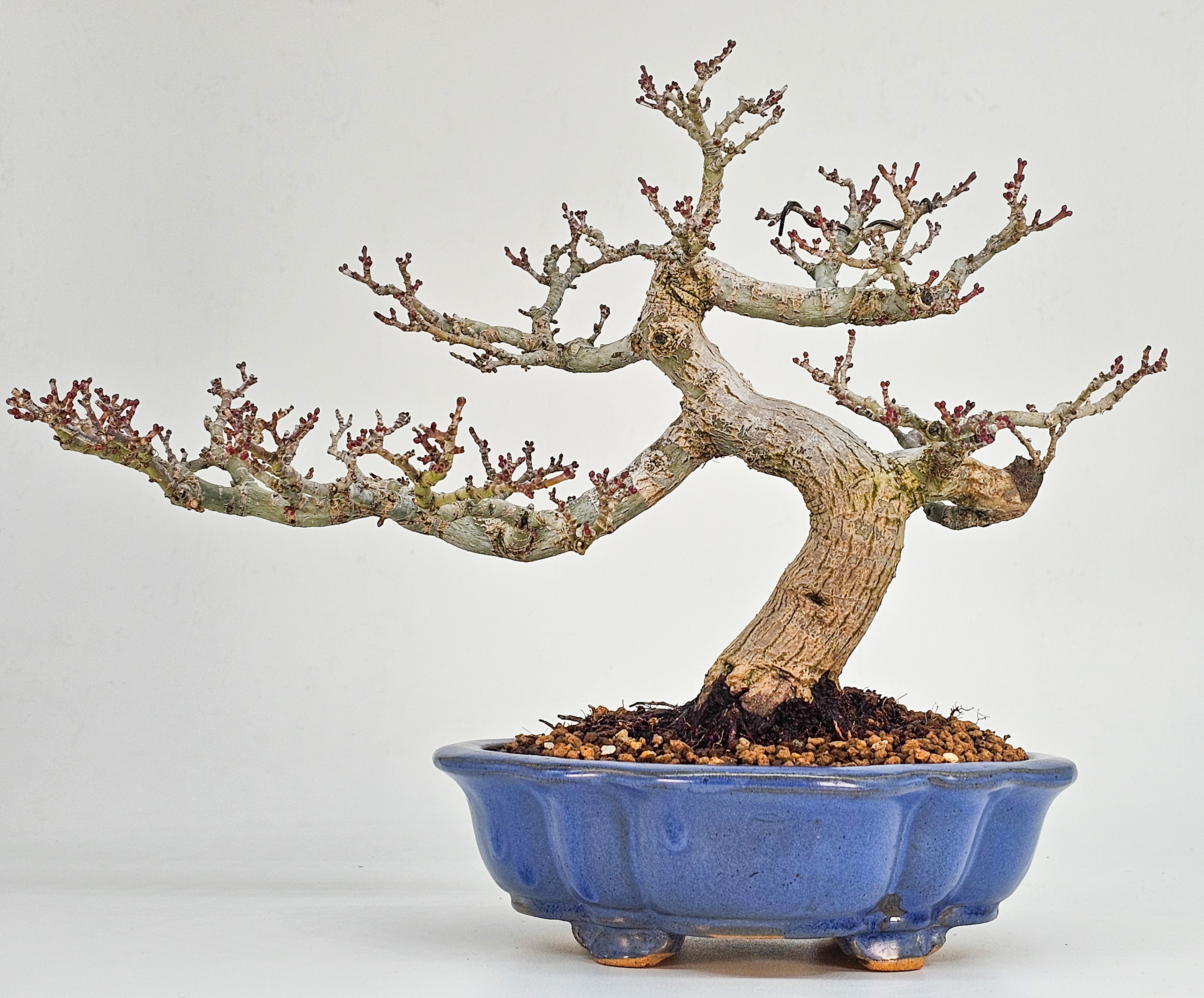 Bonsai Premium Löwenkopfahorn- Acer palmatum Shishigashira Shohin 21cm