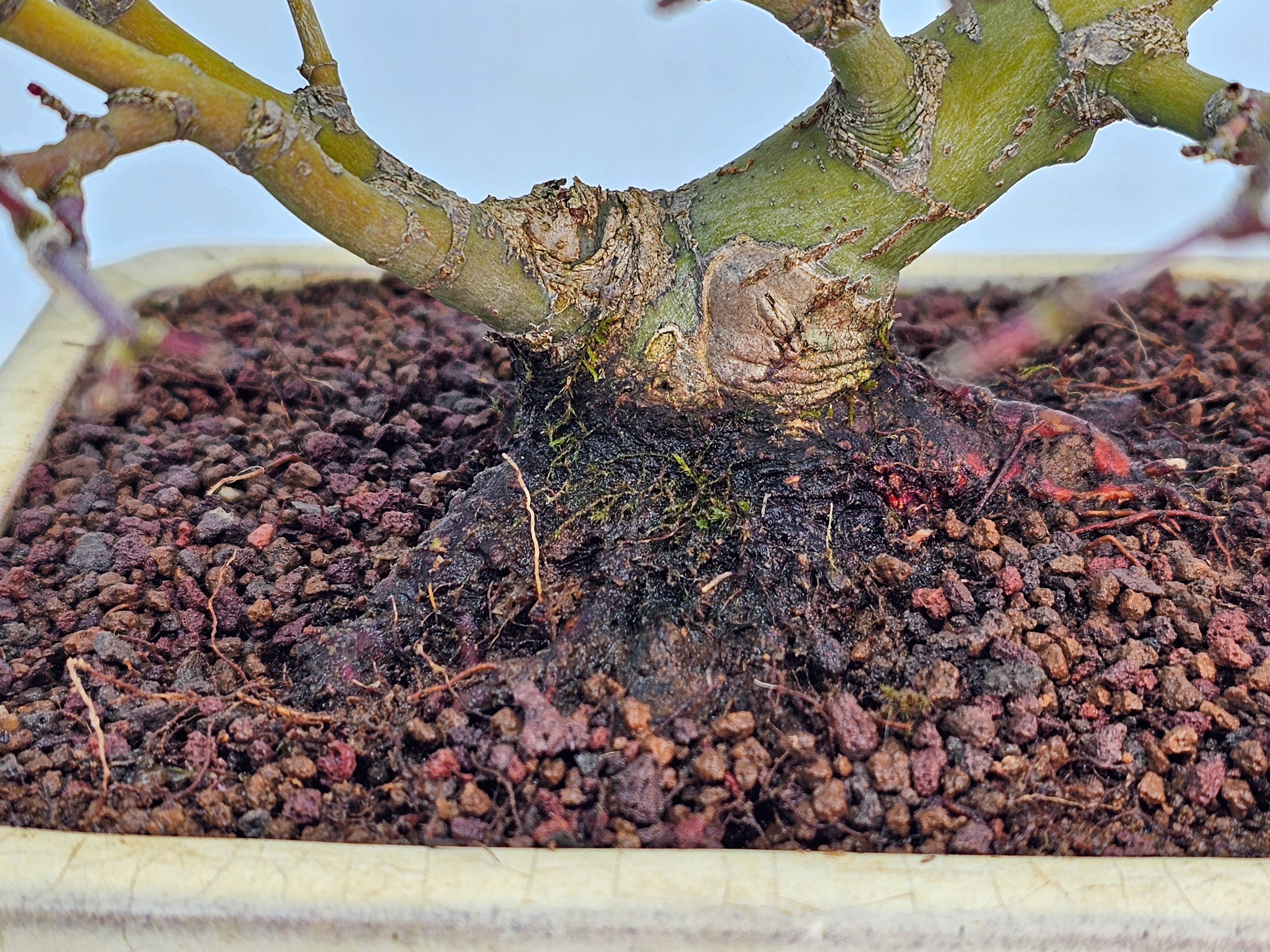 Bonsai Fächerahorn - Acer palmatum Yukihime Shohin 20cm