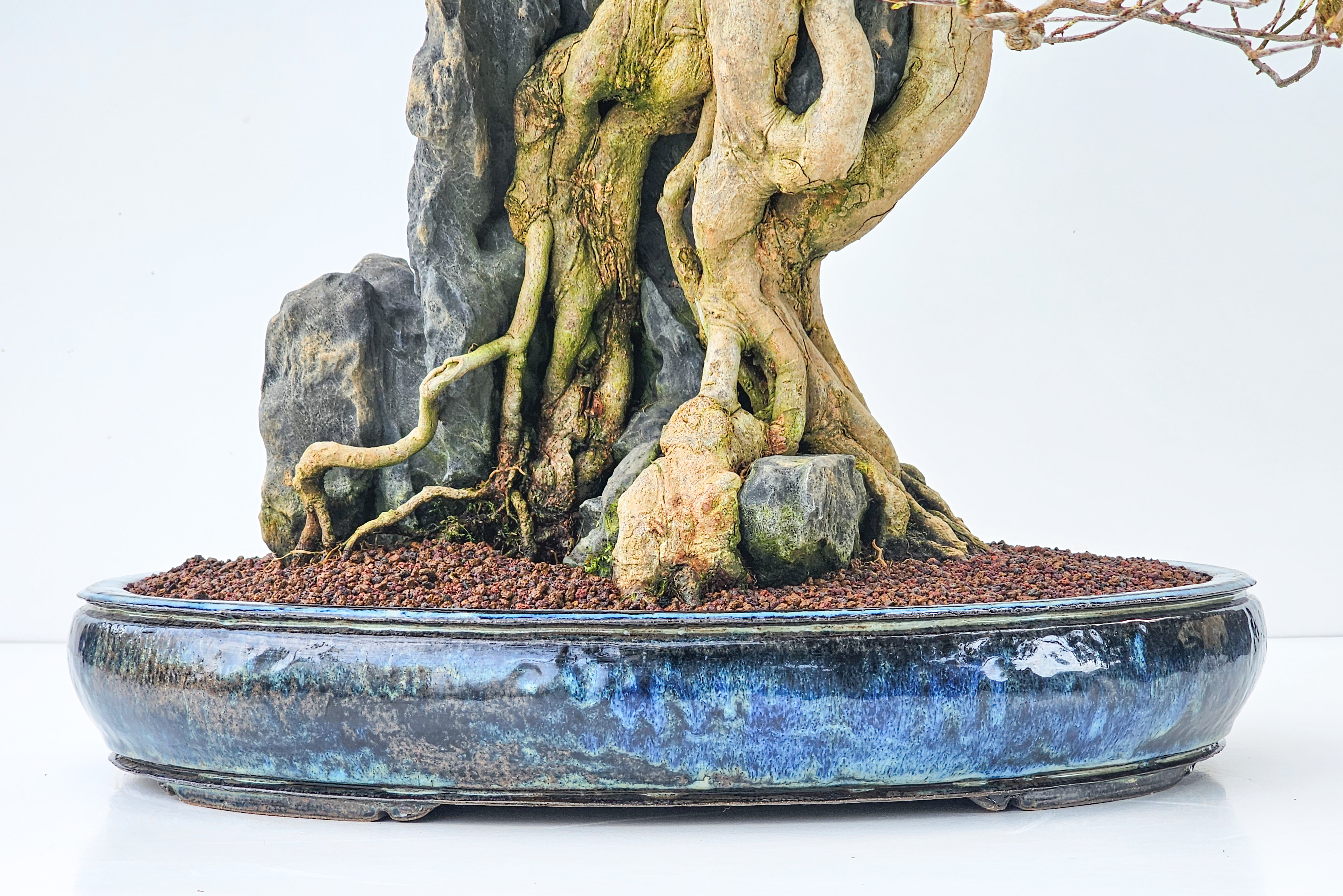 Bonsai Dreispitzahorn - Acer buergerianum Ishizuki 56cm - Video!! | SW12299
