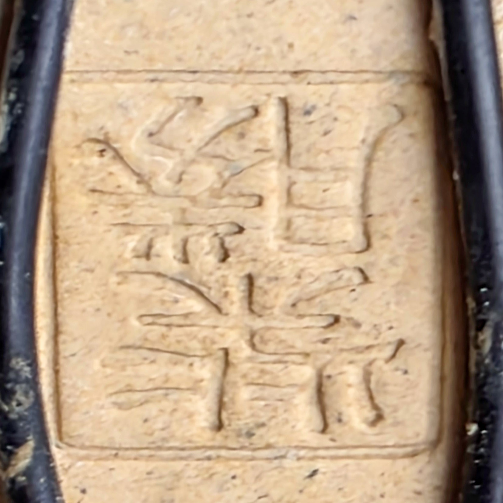 Bonsai Azalee - Rhododendron indicum 23cm