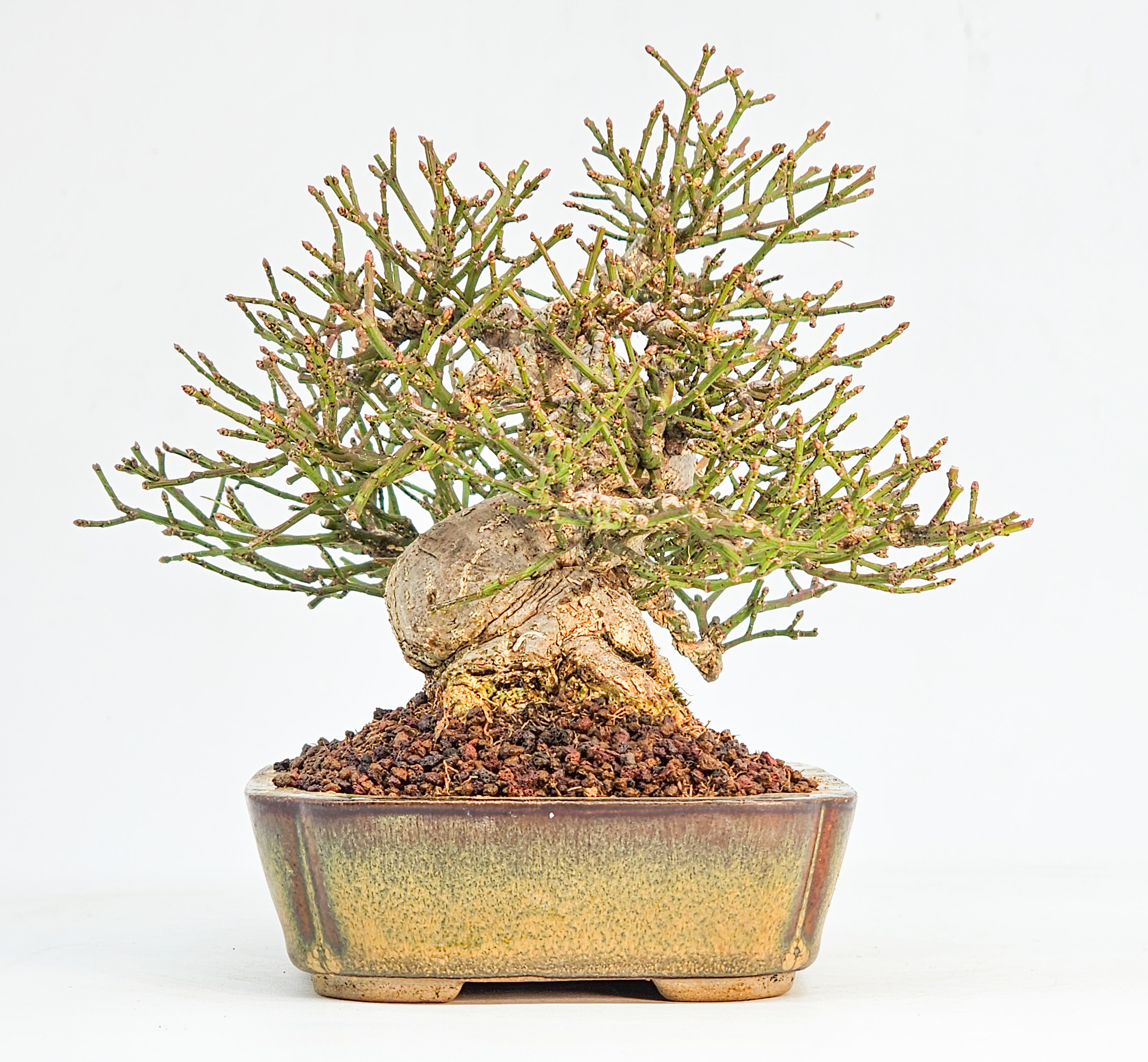  Bonsai Pfaffenhütchen - Euonymus Shohin 13,5cm
