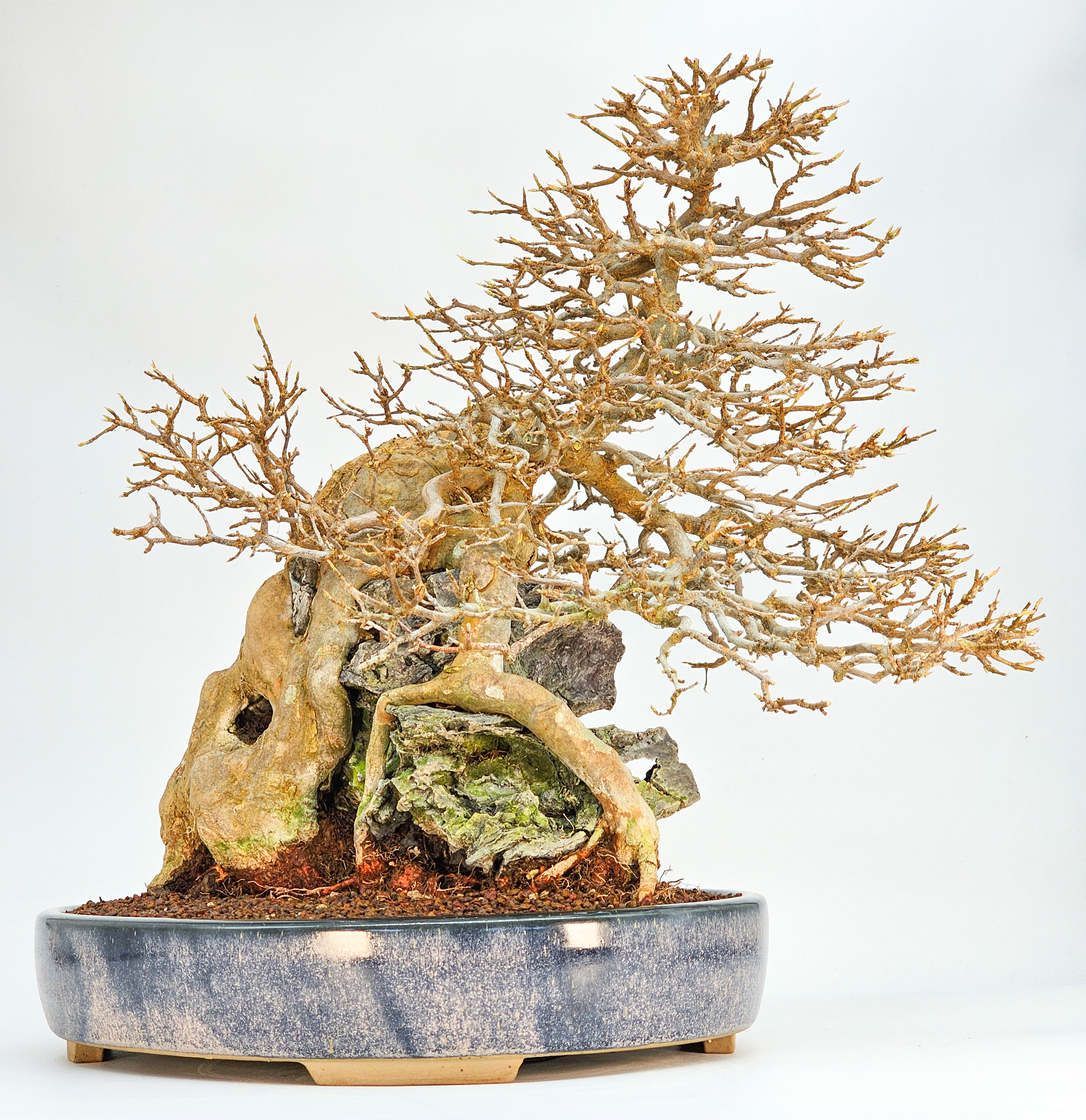 Bonsai Dreispitzahorn  - Acer buergerianum Ishizuki 37cm