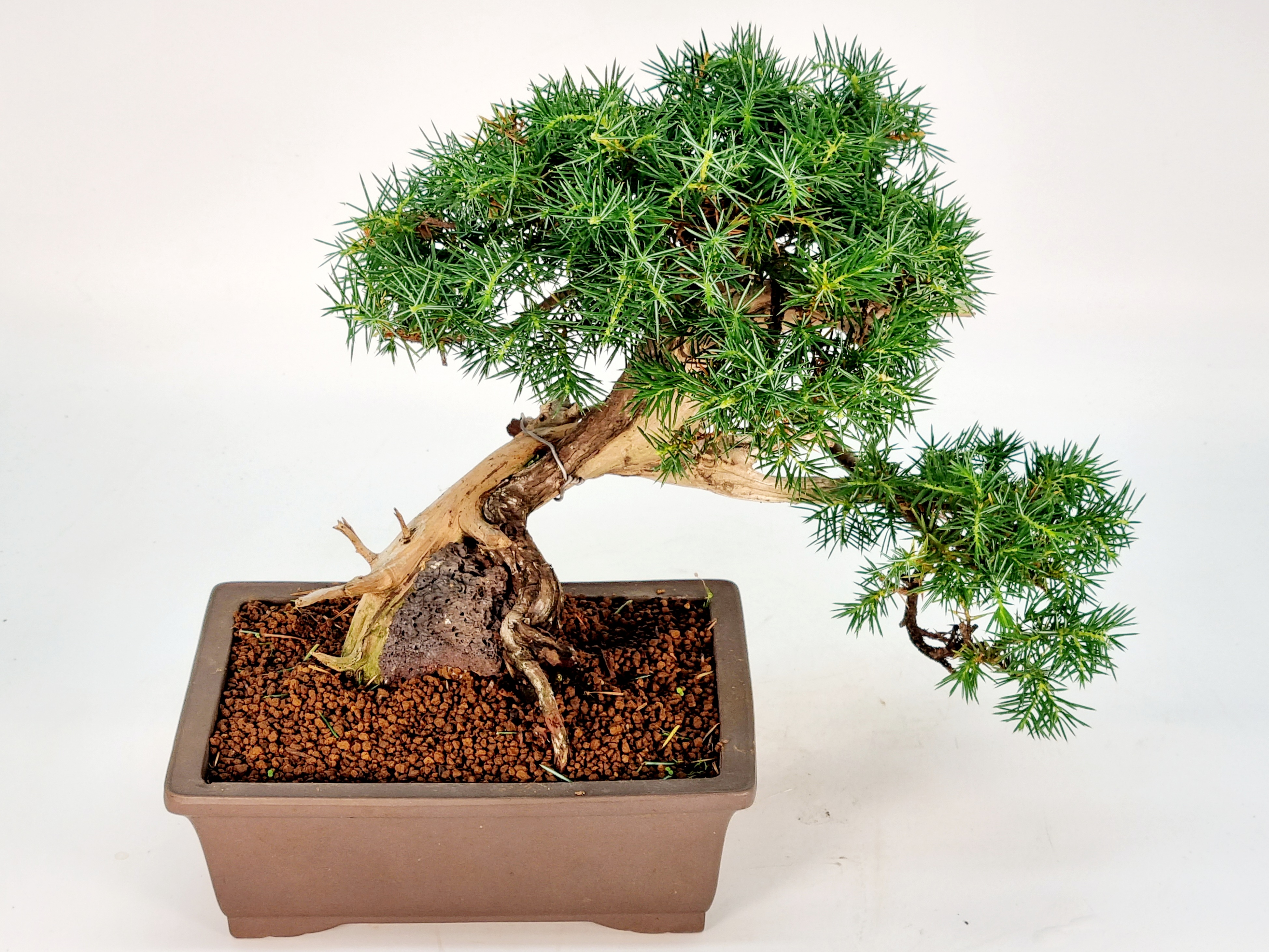 Bonsai Igelwacholder Juniperus Rigida Shohin 20cm