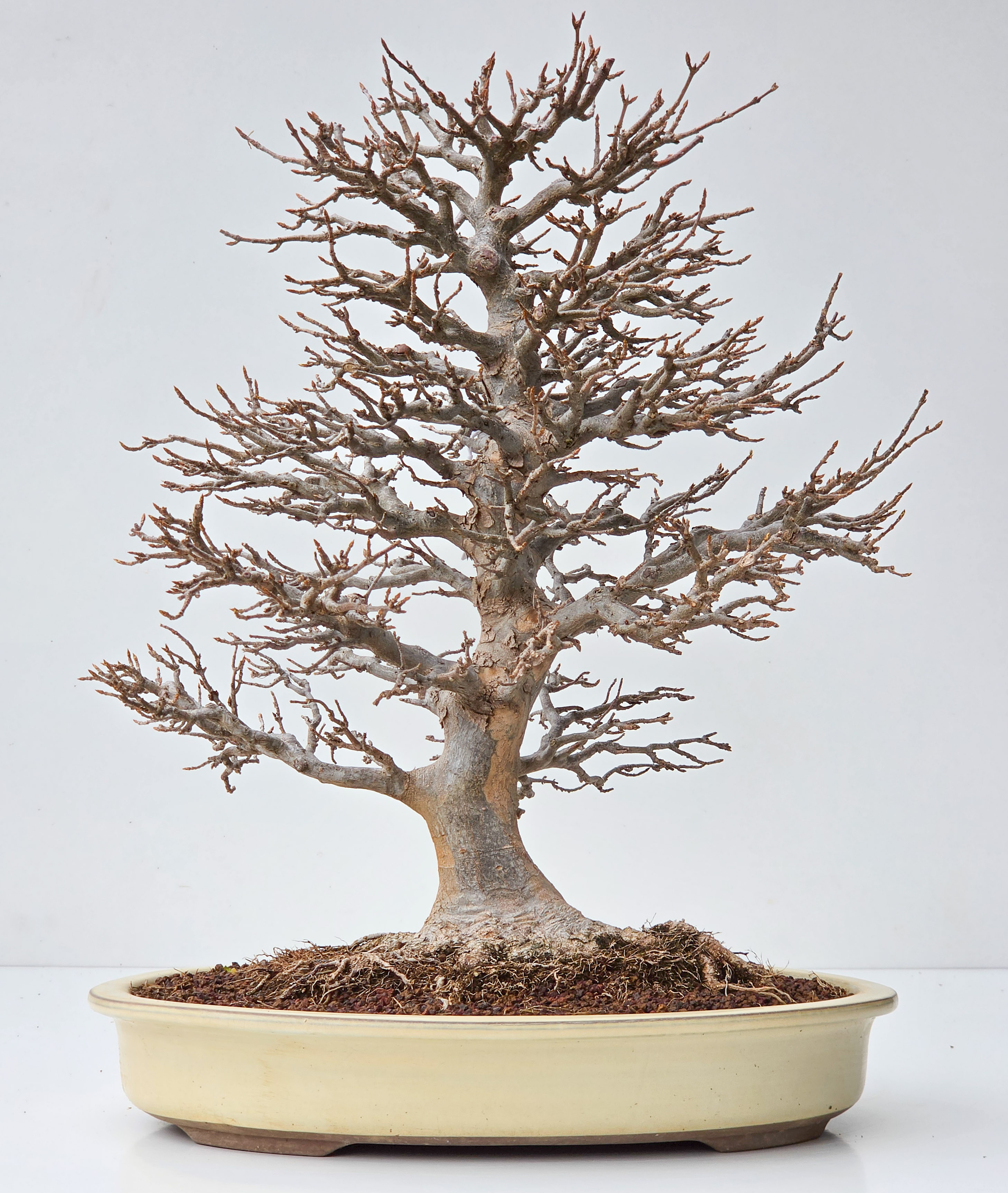 Bonsai Dreispitzahorn  - Acer buergerianum 43cm