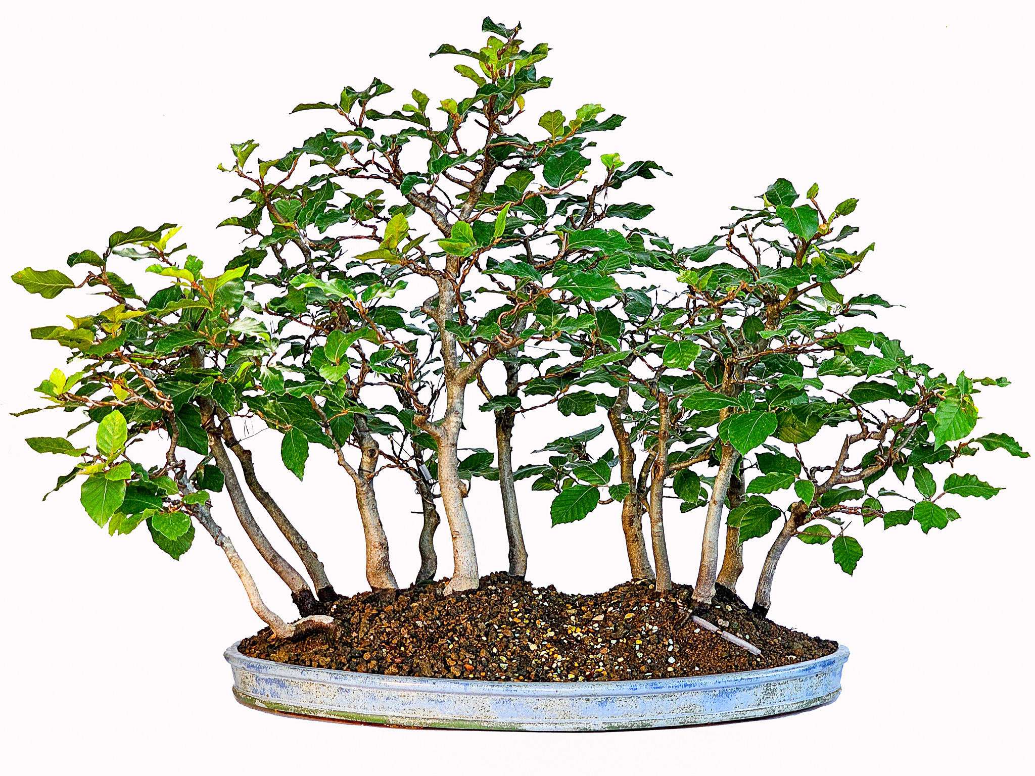 Bonsai Waldpflanzung Rotbuche Fagus sylvatica 50cm 