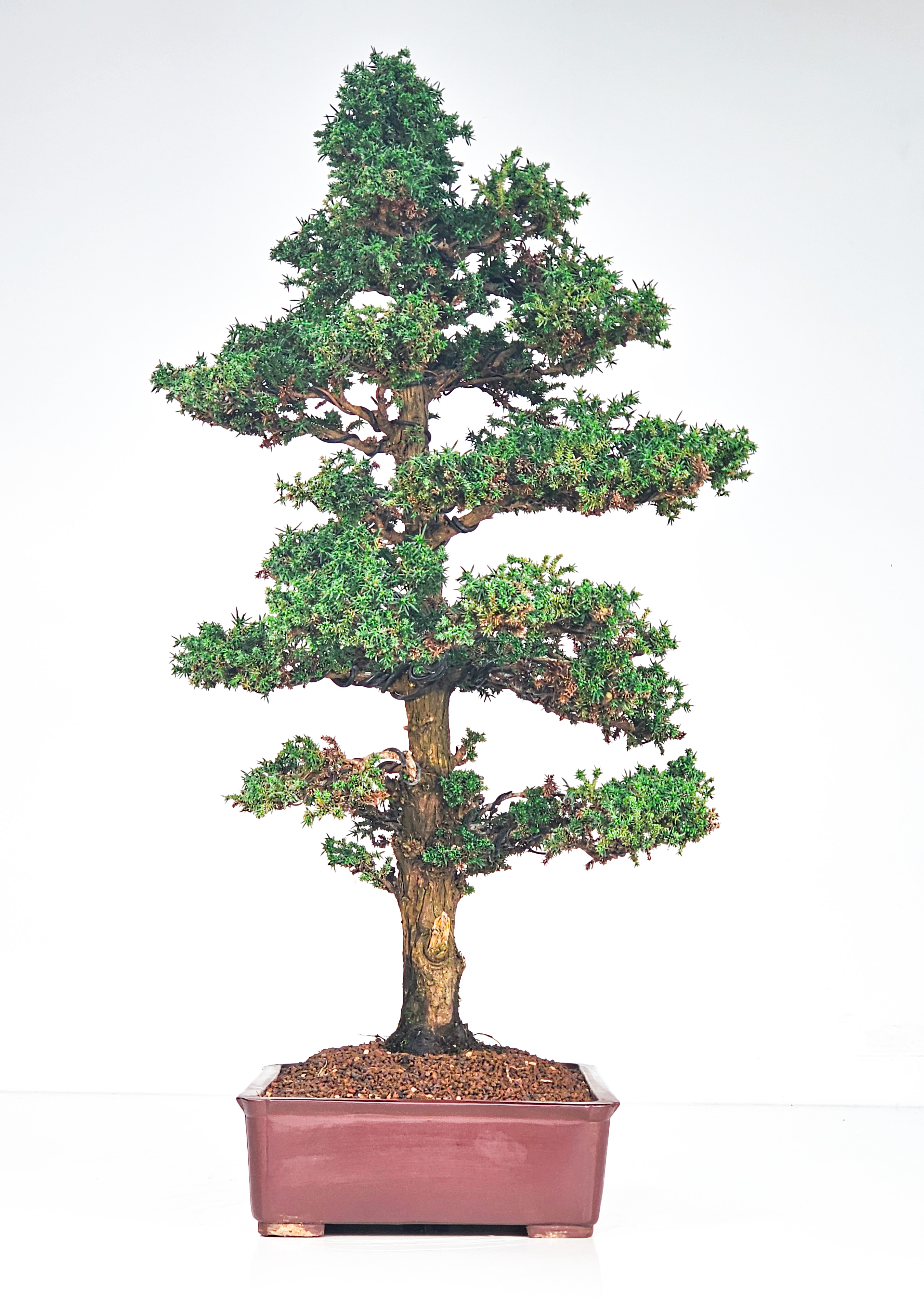 Bonsai Sicheltanne Cryptomeria Japonica 60cm