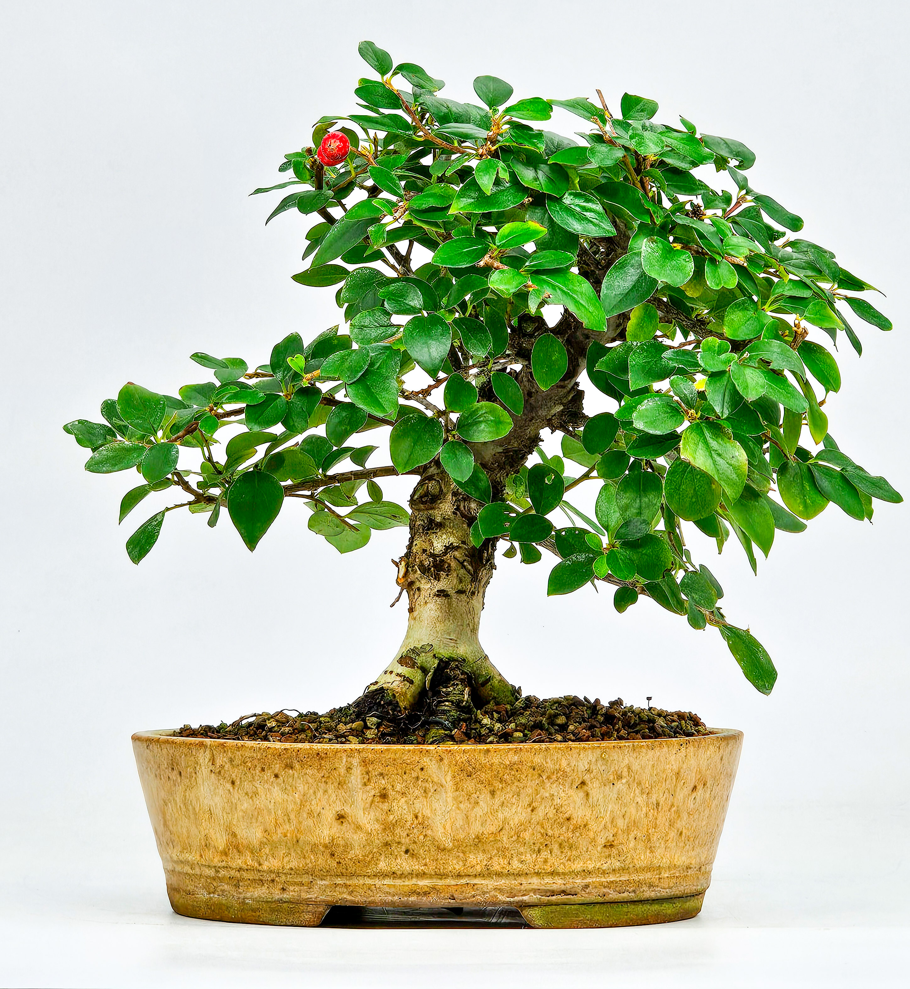 Bonsai Cotoneaster Zwergmispel Shohin 20cm