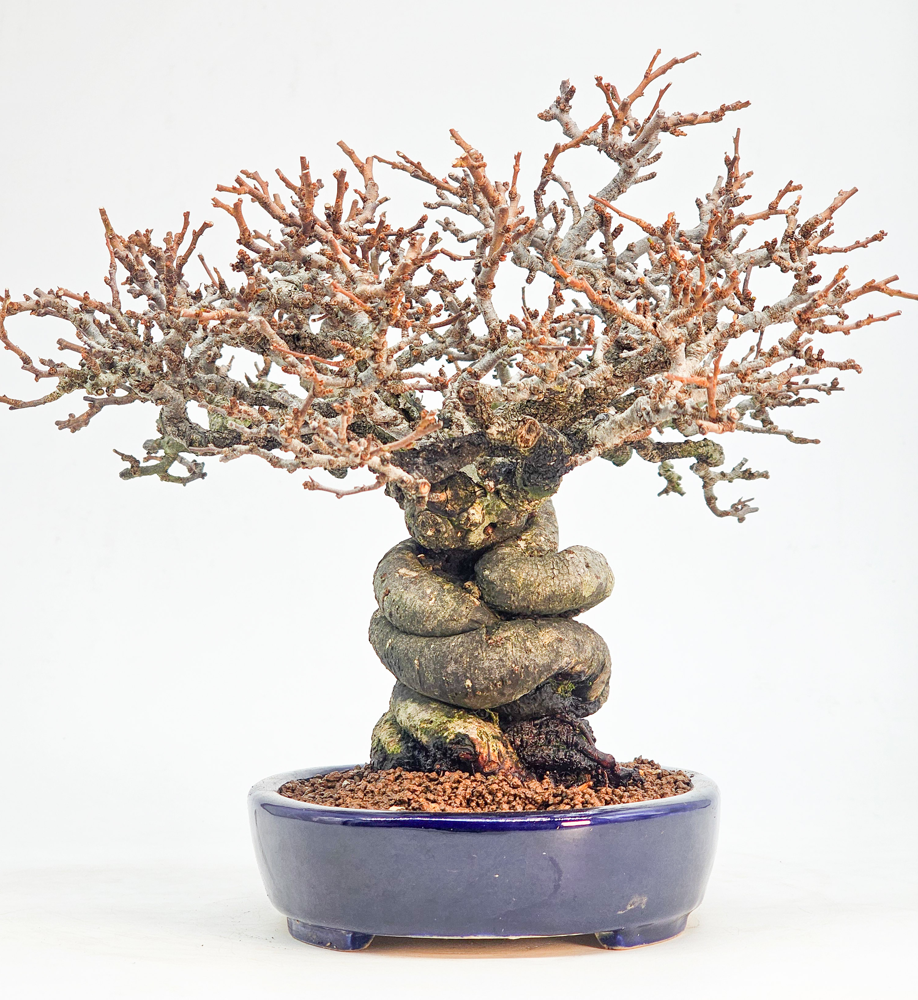 Bonsai Premium Zierquitte - Chaenomeles japonica Shohin 21cm 