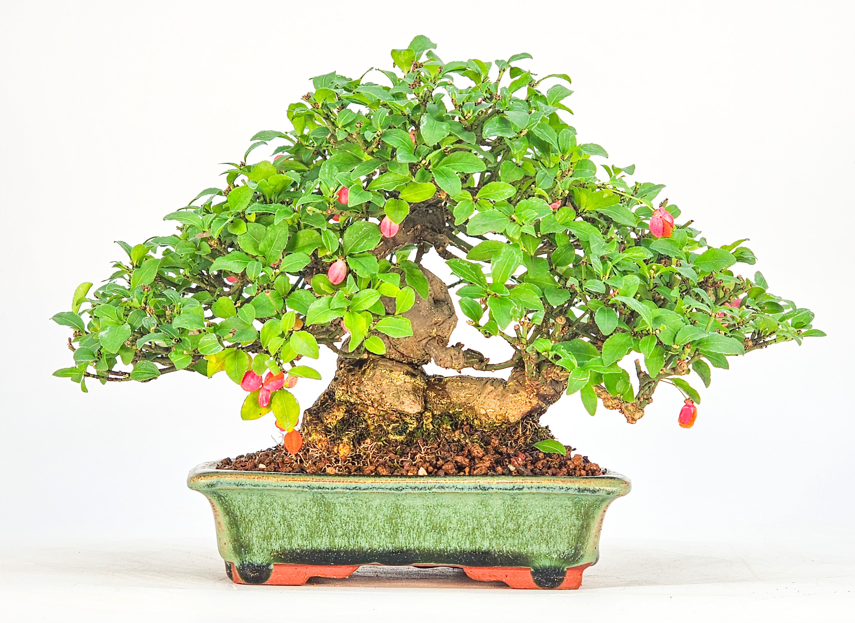 Bonsai Pfaffenhütchen - Euonymus Shohin 13,5cm Video!!