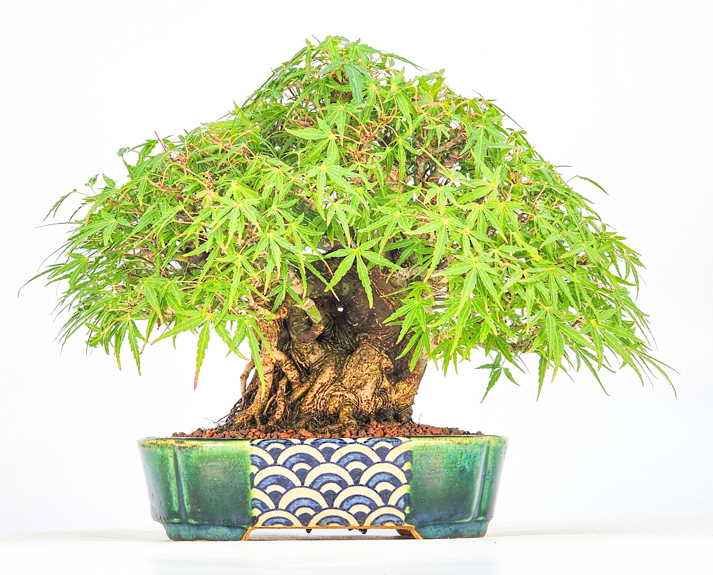 Bonsai Premium Fächerahorn - Acer Palmatum maihime Shohin 16cm Video!!
