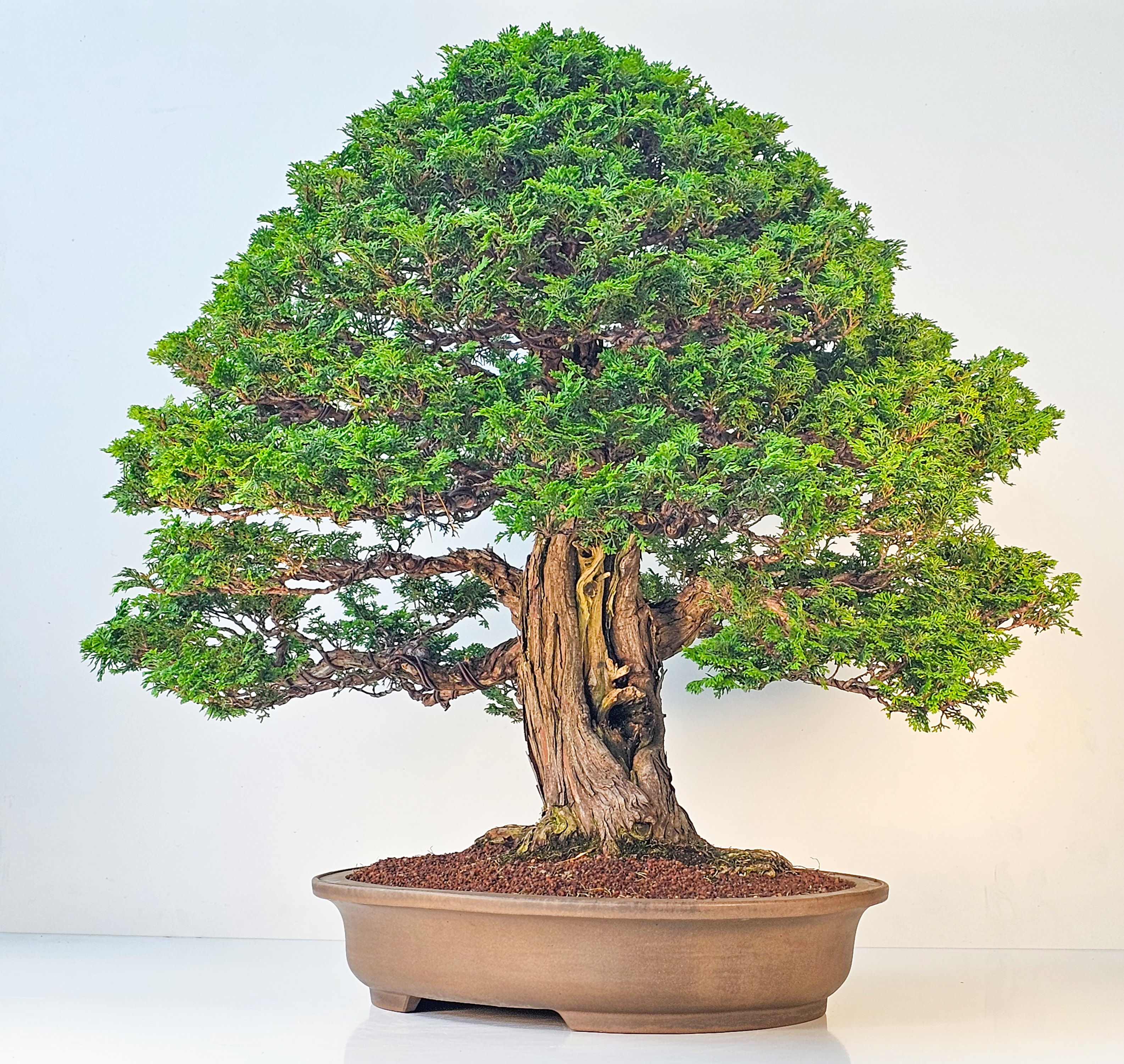 Bonsai Chamaecyparis obtusa 70 cm Video!! Bonsai Chamaecyparis obtusa 70 cm Video!!
