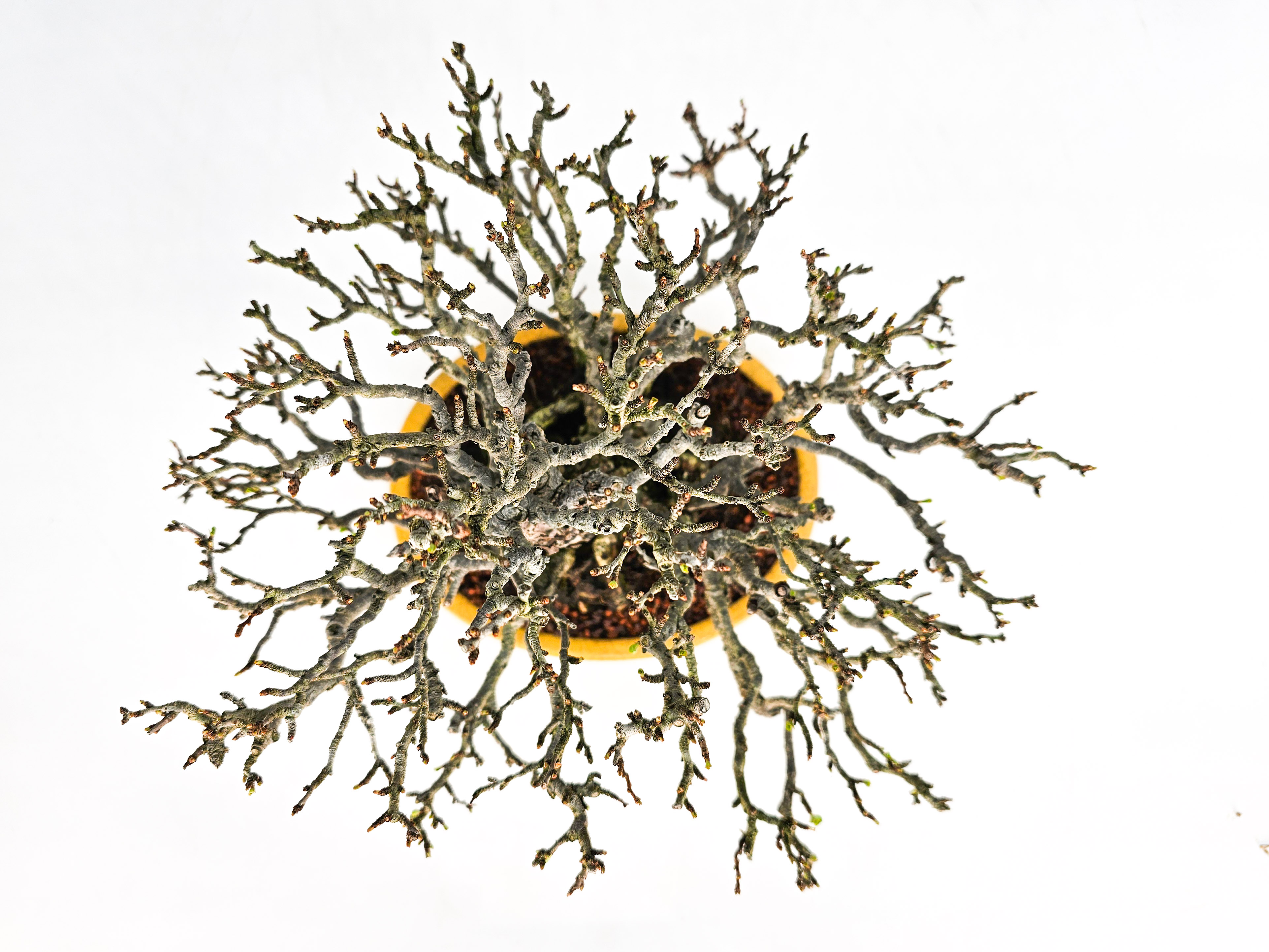 Bonsai Zierquitte - Chaenomeles - Chojubai Shohin 20,5cm Video!!
