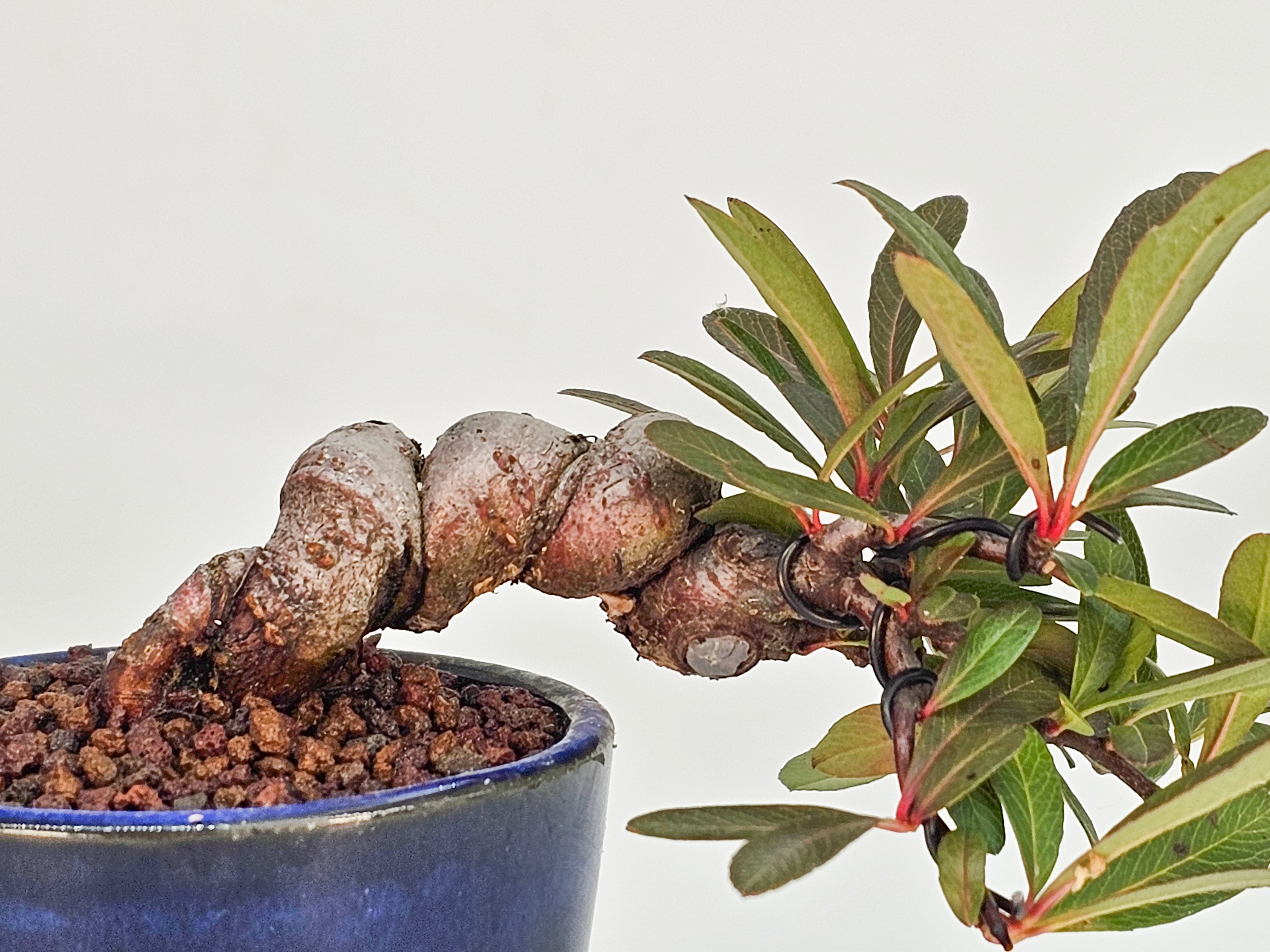 Bonsai Japanischer Liguster - Ligustrum japonicum 5cm