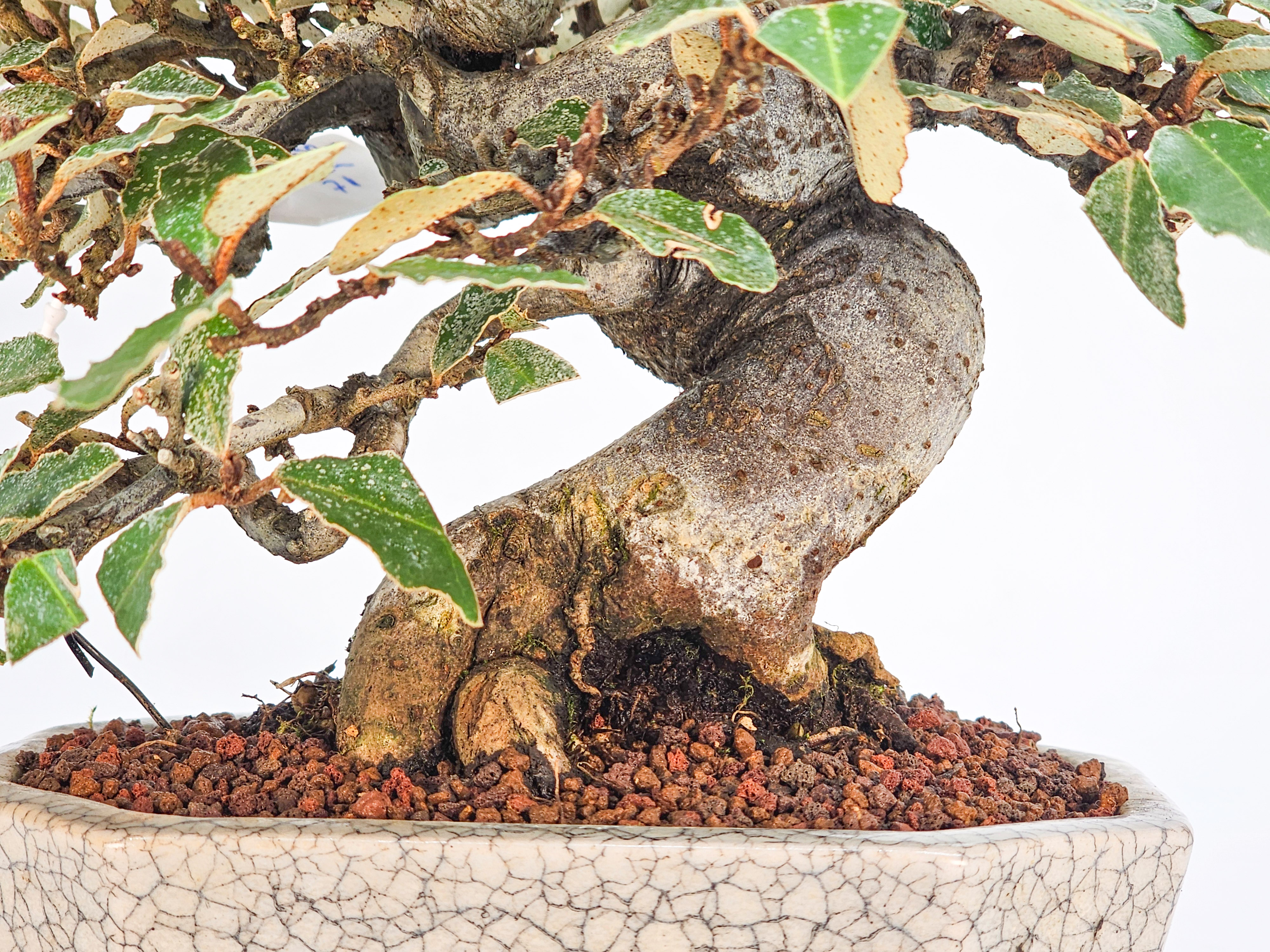Bonsai Ölweide - Elaeagnus pungens Shohin 17cm