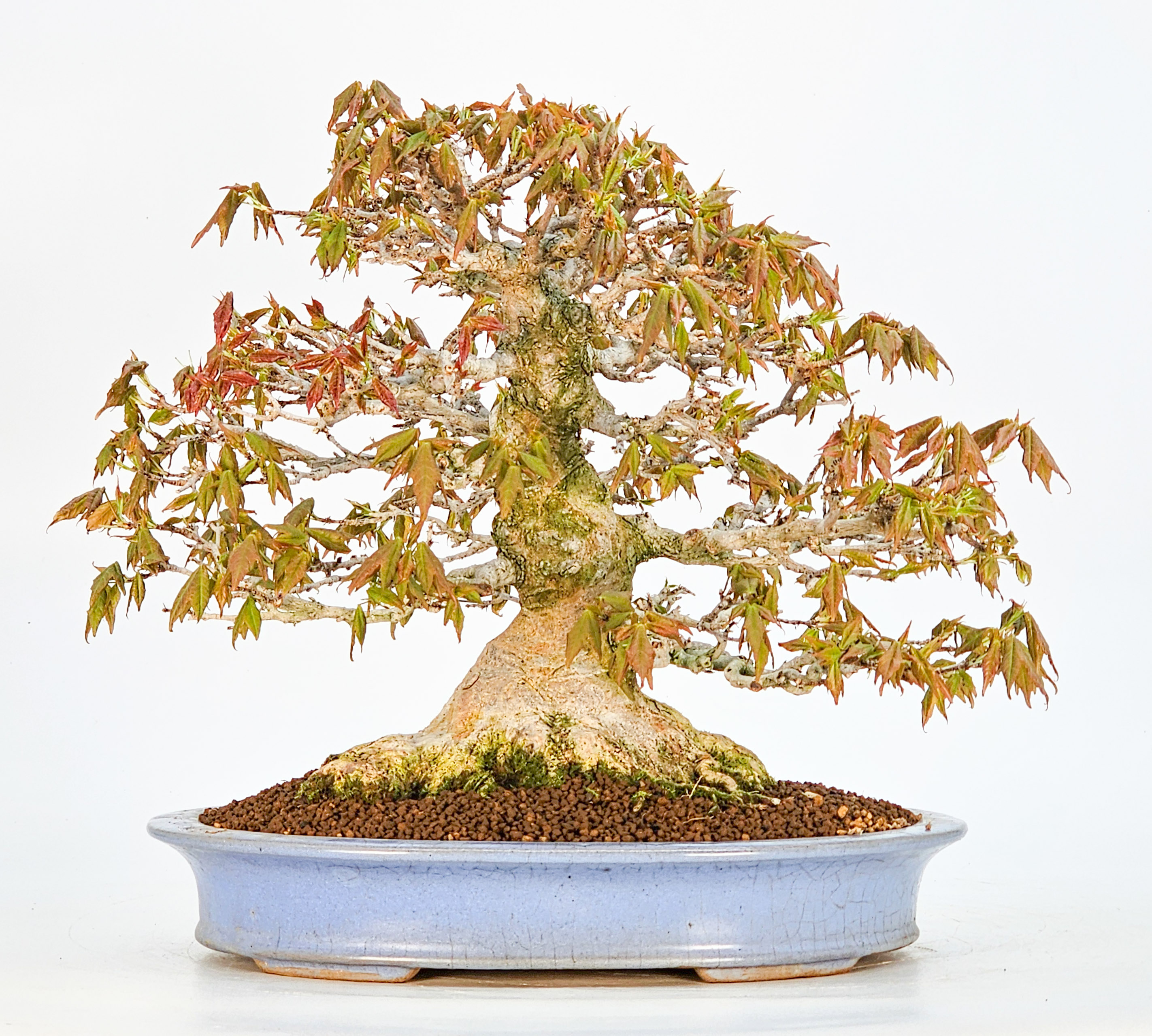 Bonsai Premium Dreispitzahorn - Acer buergerianum Shohin 25cm