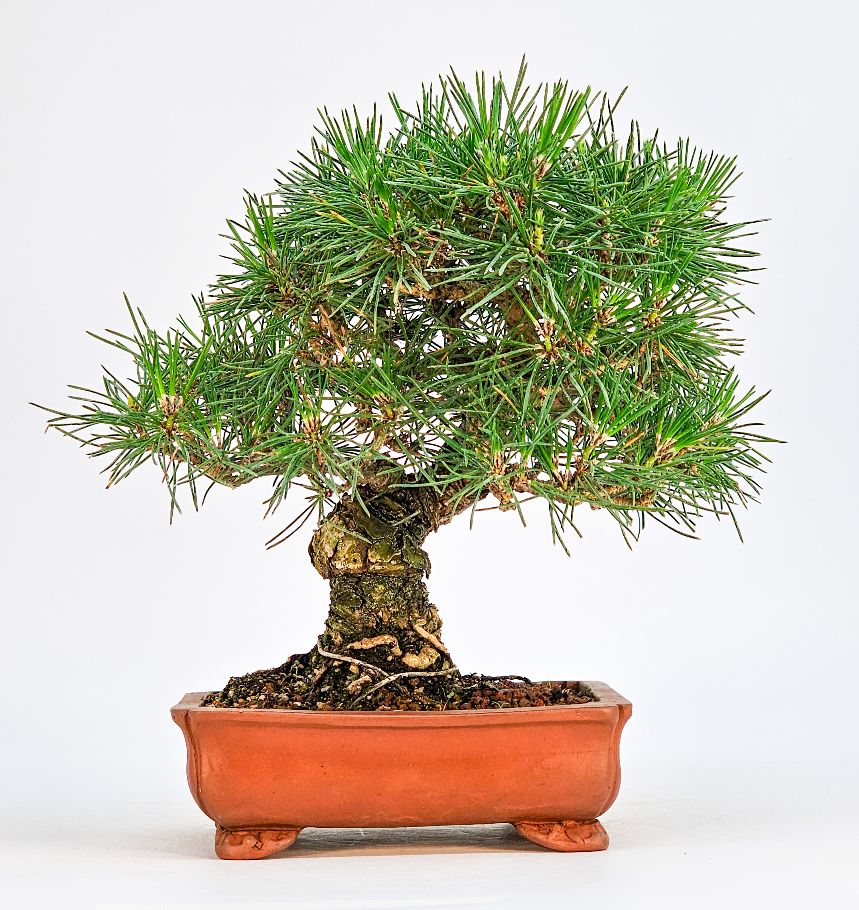 Bonsai Schwarzkiefer - Pinus thunbergii Shohin 19cm  