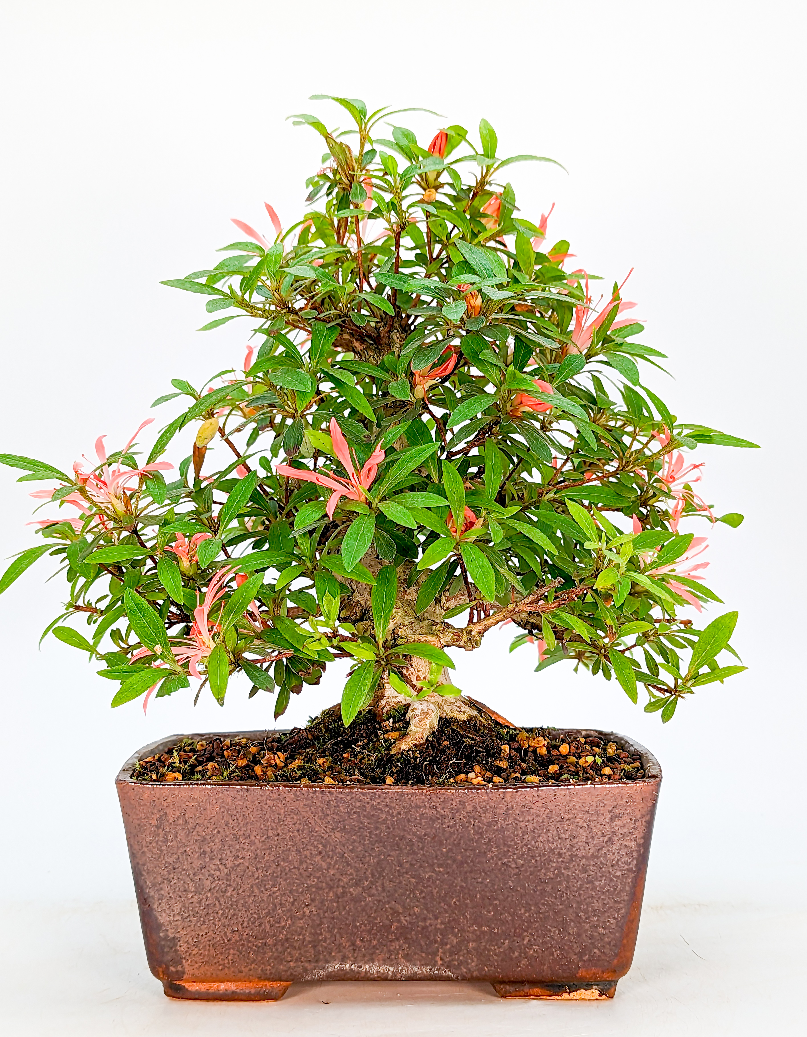 Bonsai Azalee Rhododendron indicum - Sachi-no-Kirameki - Shohin 21cm 