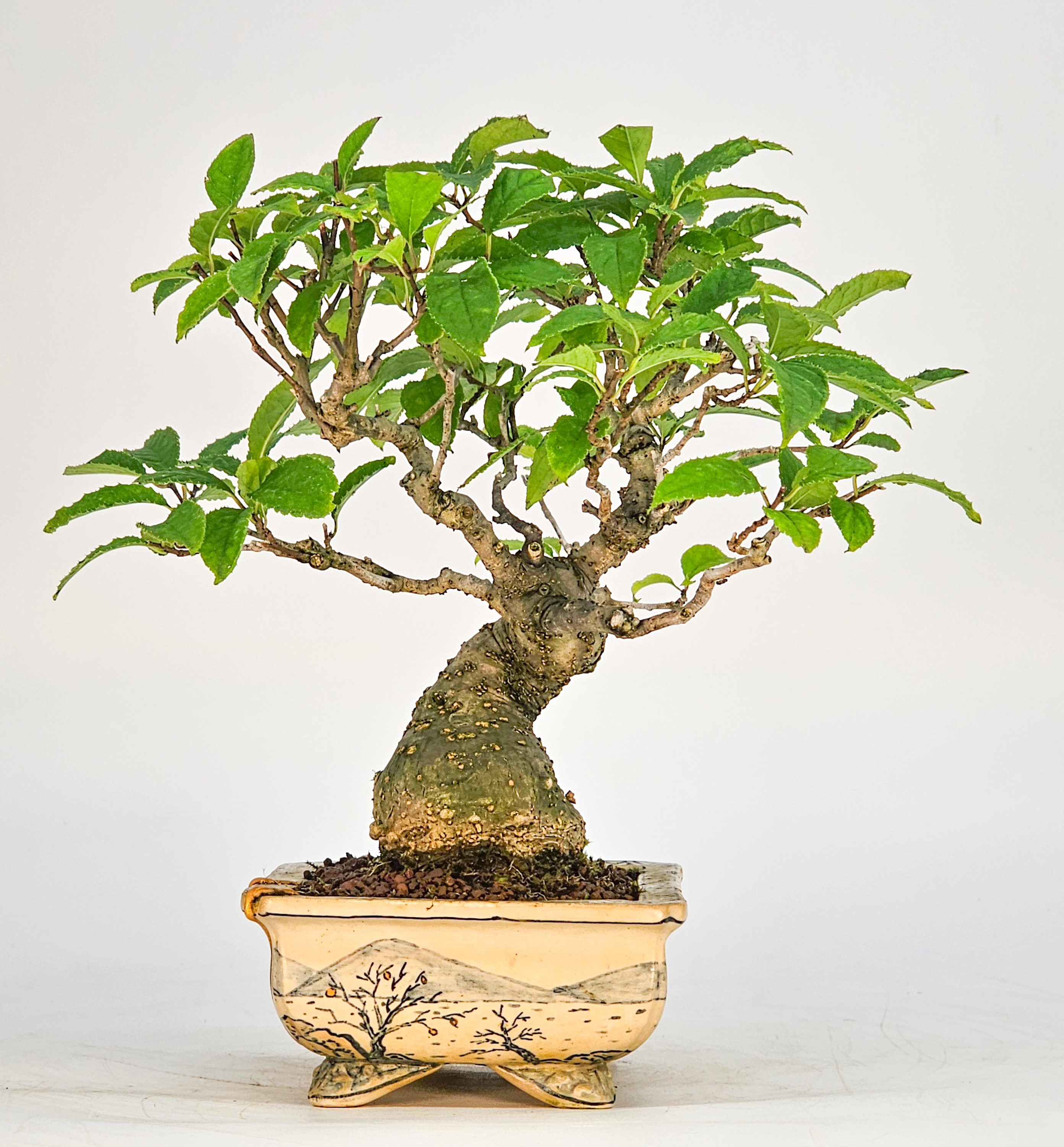 Bonsai Jap. Winterbeere - Ilex serrata Shohin 18cm