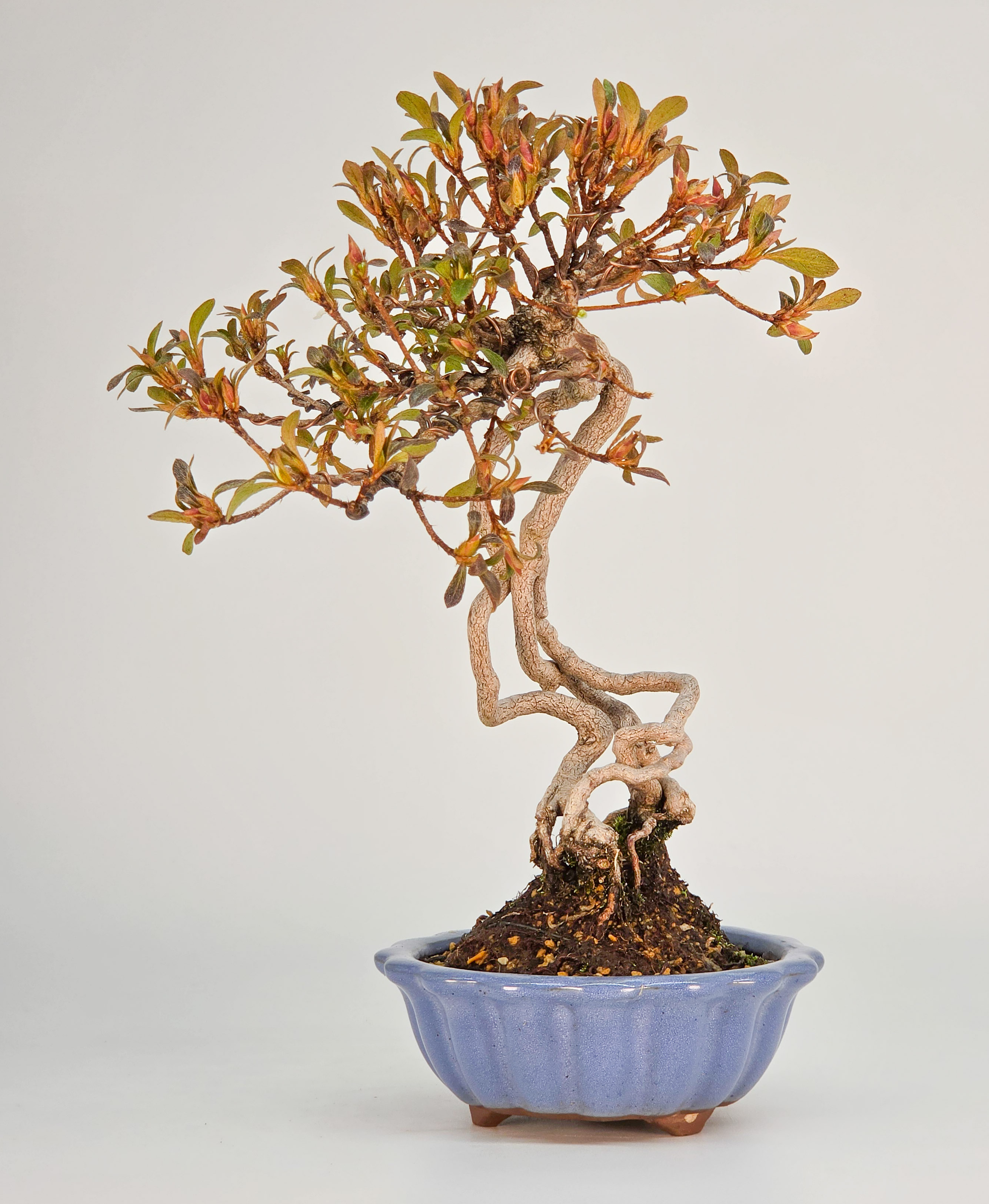 Bonsai Azalee - Rhododendron indicum Shohin 21cm