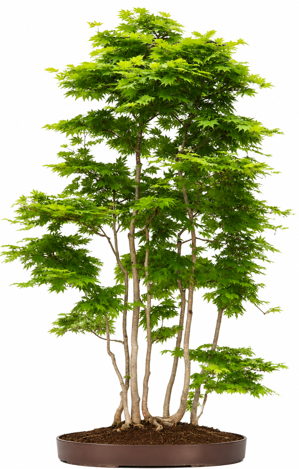 Bonsai Fächerahorn - Acer Ariake Rarität!! 130cm