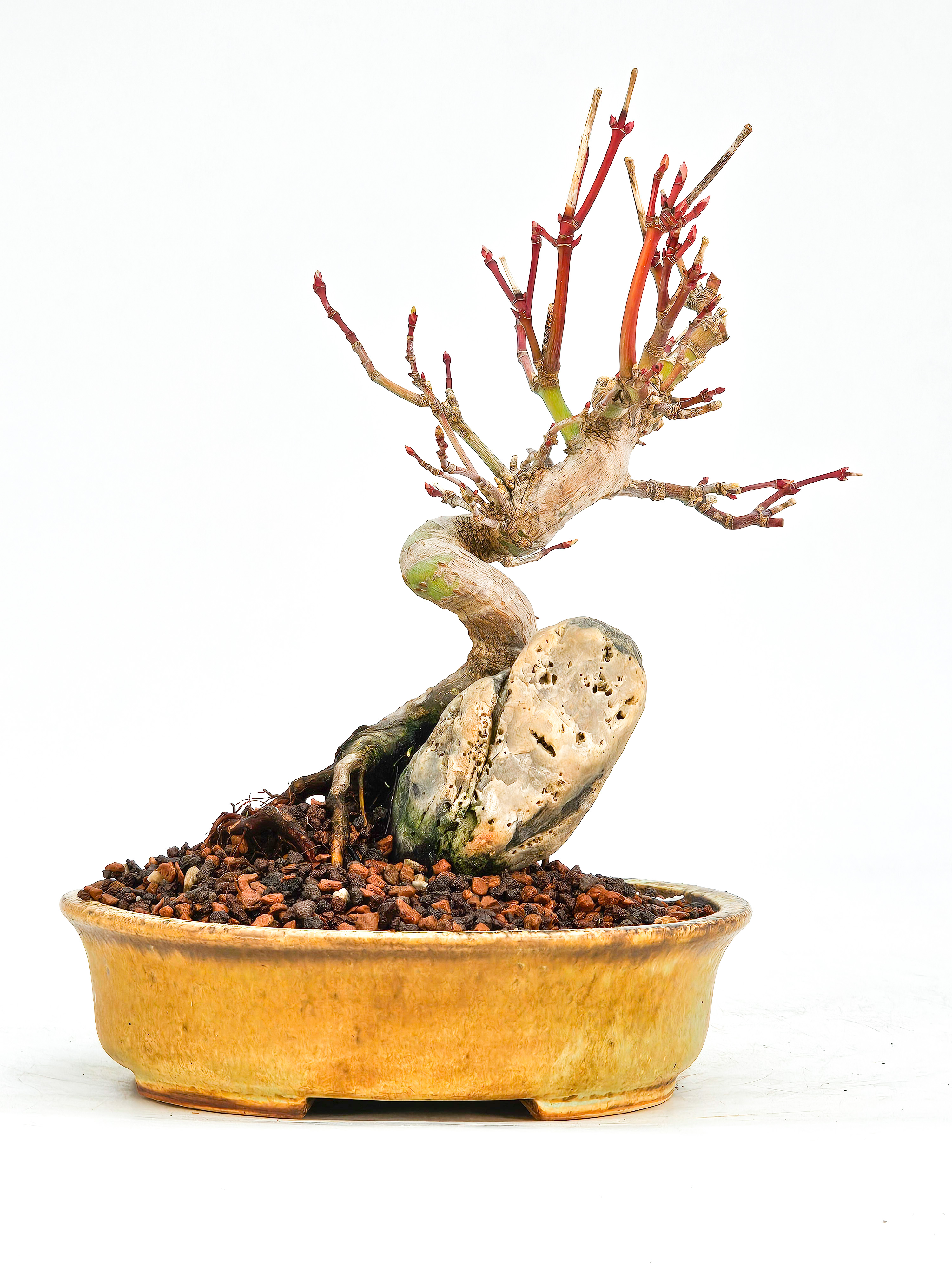 Bonsai Fächerahorn Acer Palmatum Shohin 14cm   