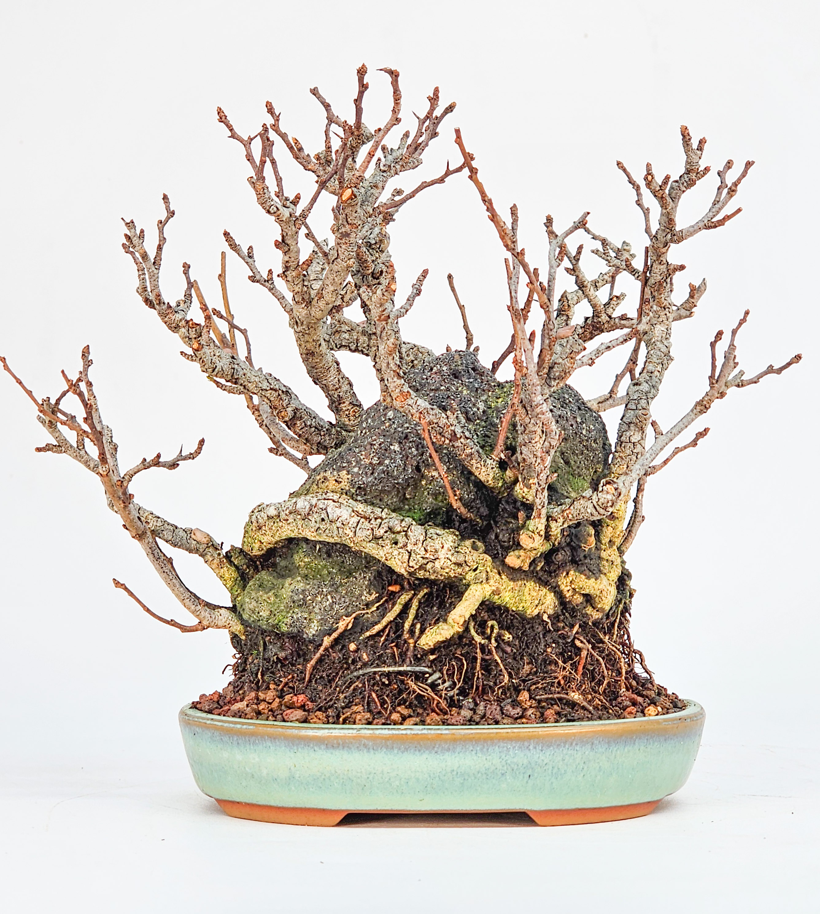 Bonsai Zierquitte - Chaenomeles japonica Shohin auf Stein 15cm 