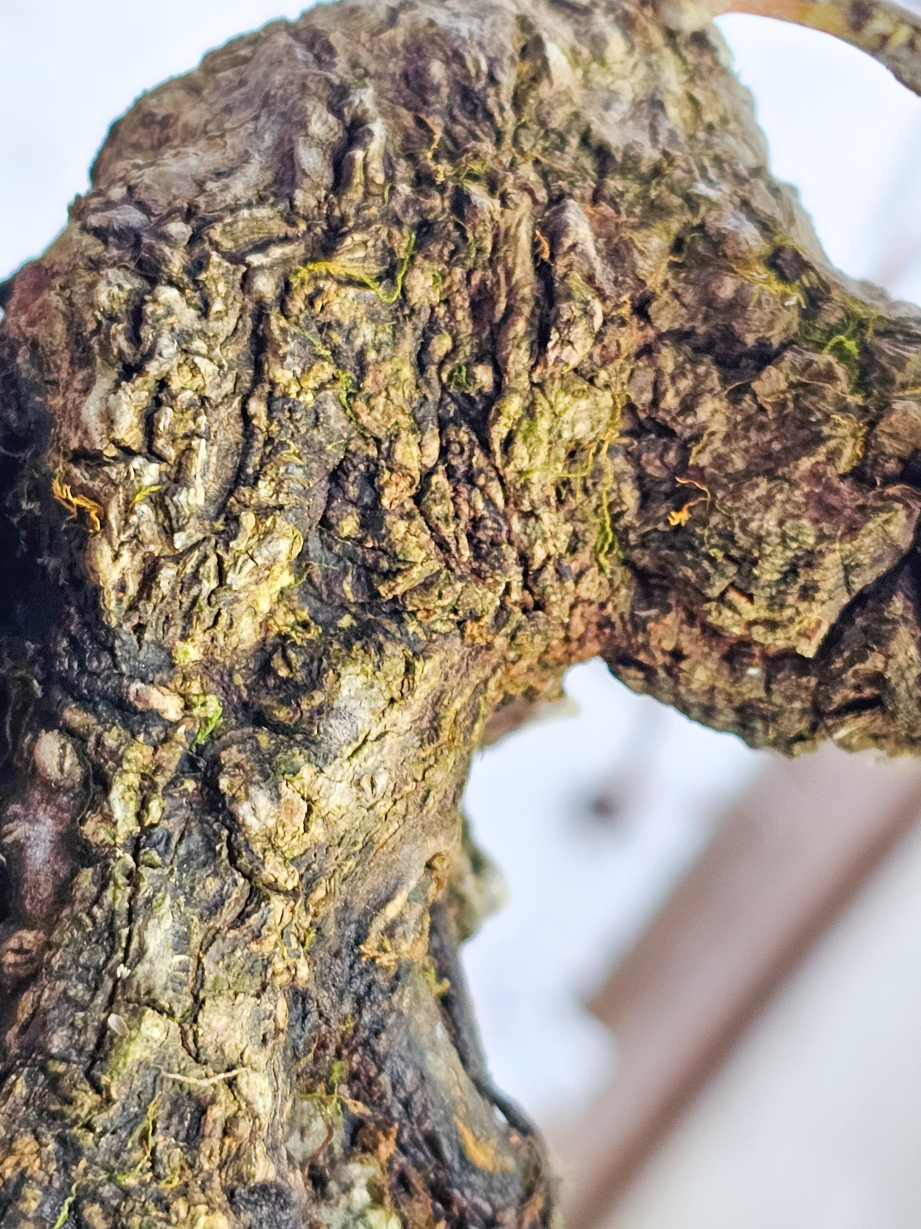 Bonsai Premium Fächerahorn - Acer palmatum Arakawa Ishizuki Shohin 16cm