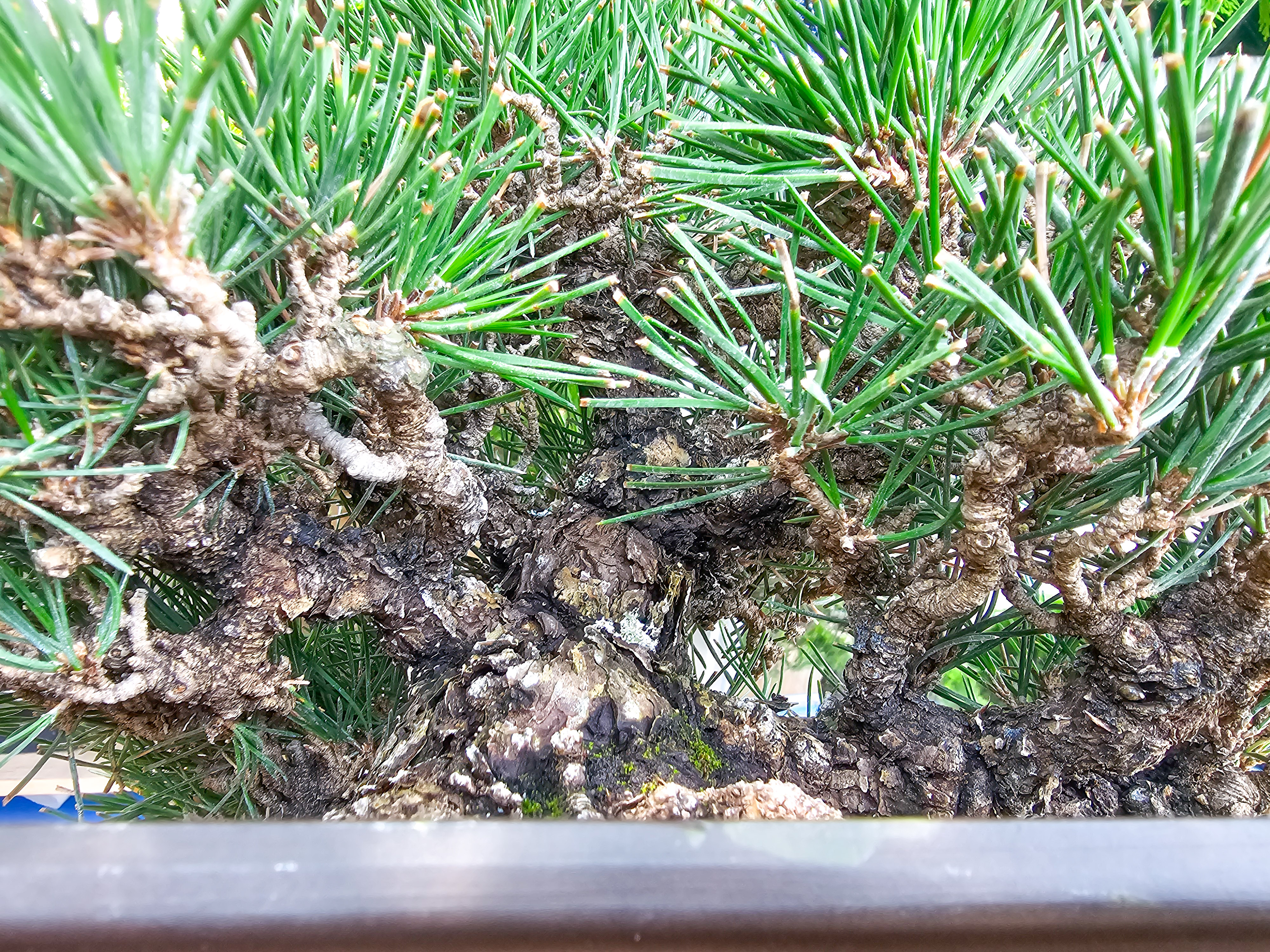 Bonsai Schwarzkiefer - Pinus thunbergii  22,5 cm Video!!