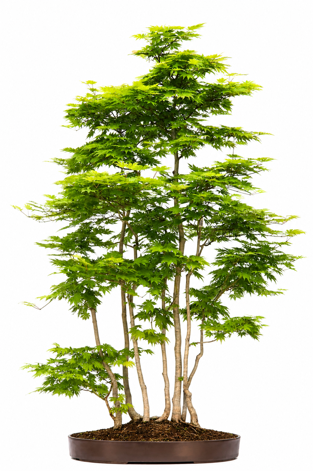 Bonsai Fächerahorn - Acer Ariake Rarität!! 130cm
