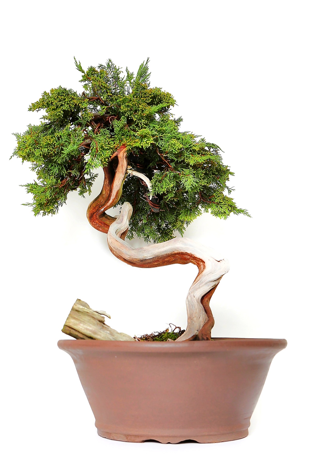 Bonsai Wacholder Juniperus sabina 57 cm