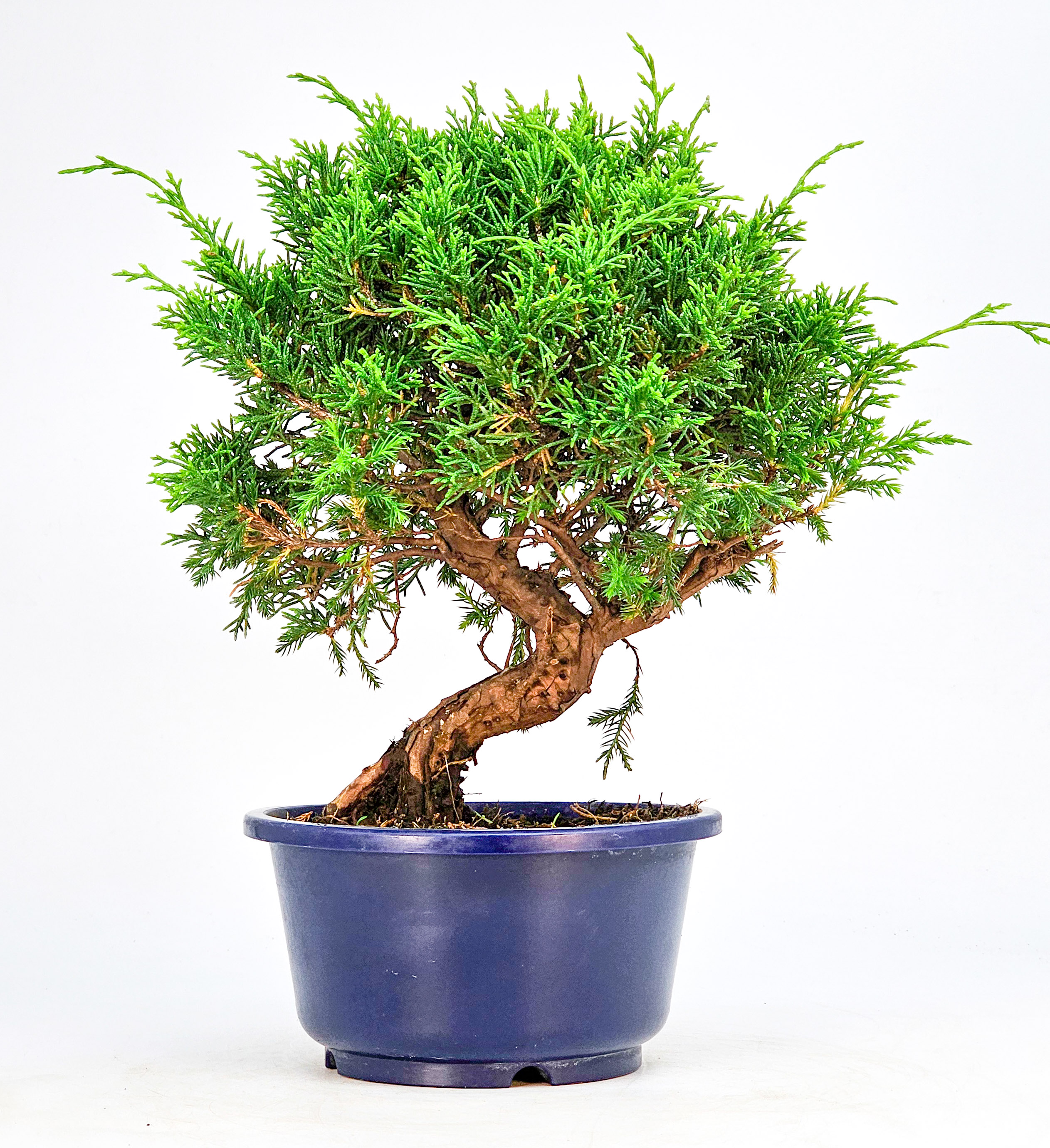 Bonsai Wacholder Juniperus chinensis shimpaku Shohin 21cm  