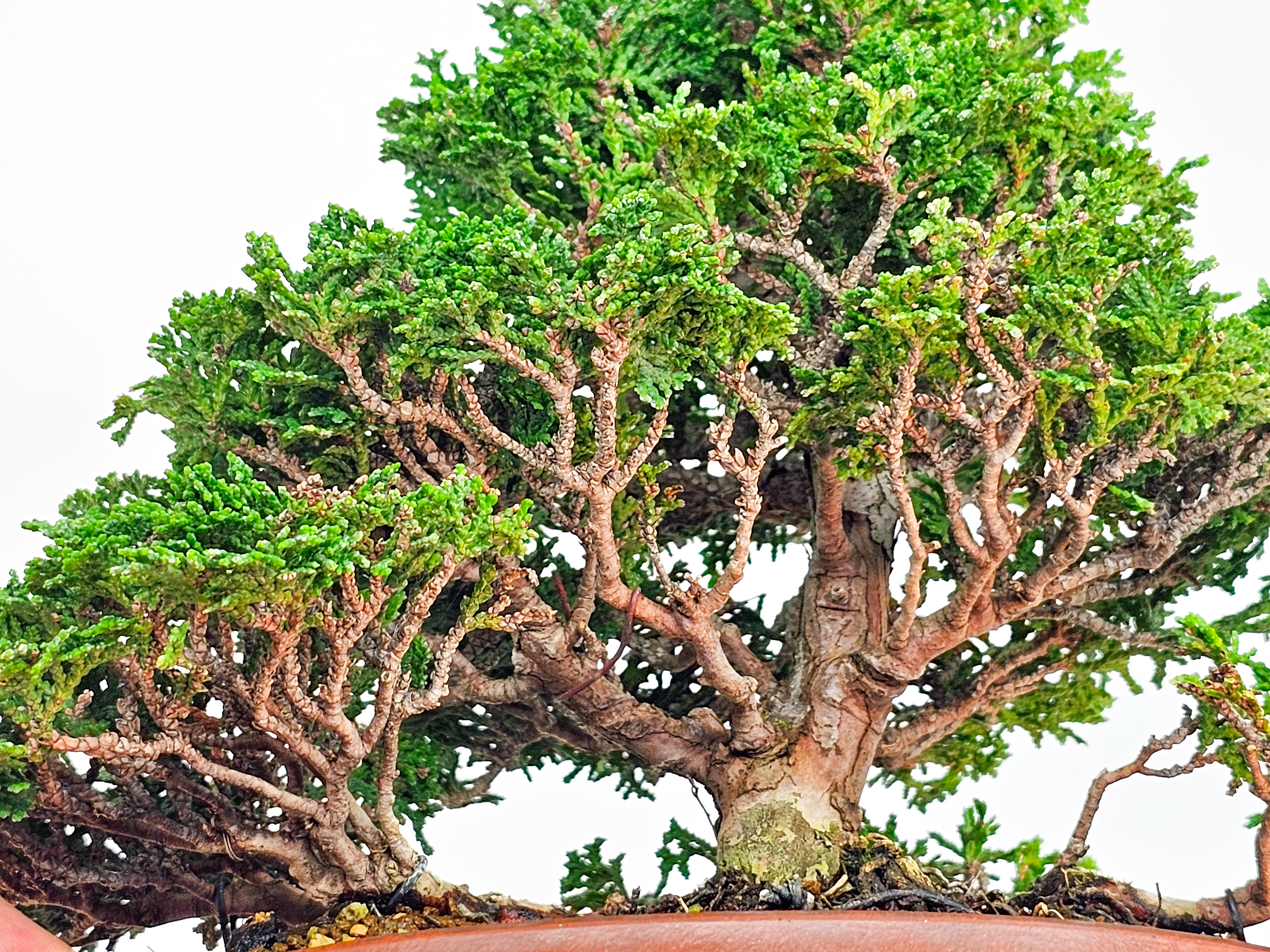 Bonsai Chamaecyparis obtusa Shohin 18,5 cm Bonsai Chamaecyparis obtusa Shohin 18,5 cm