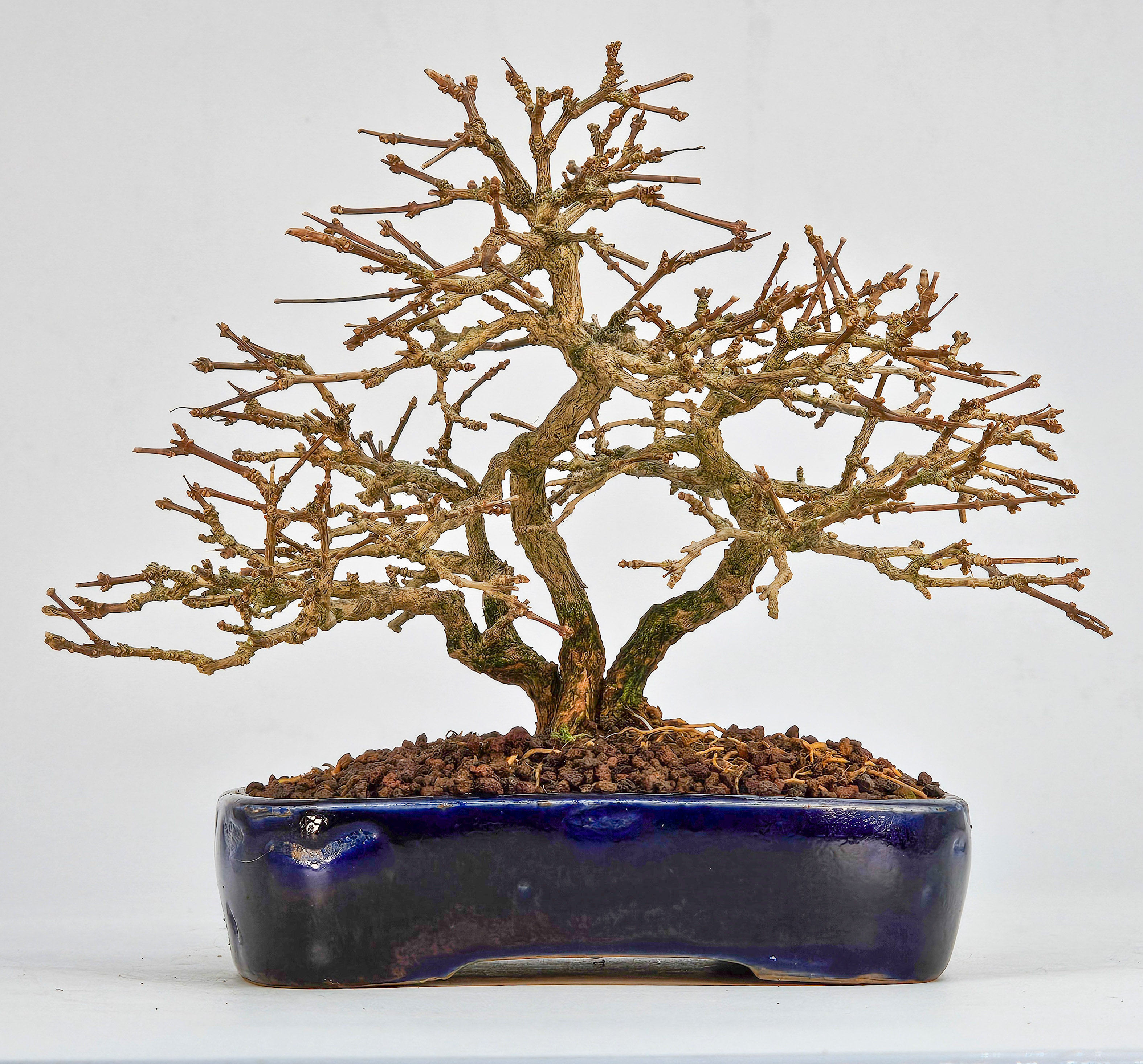 Bonsai Duftahorn - Premna japonica  Shohin 12cm